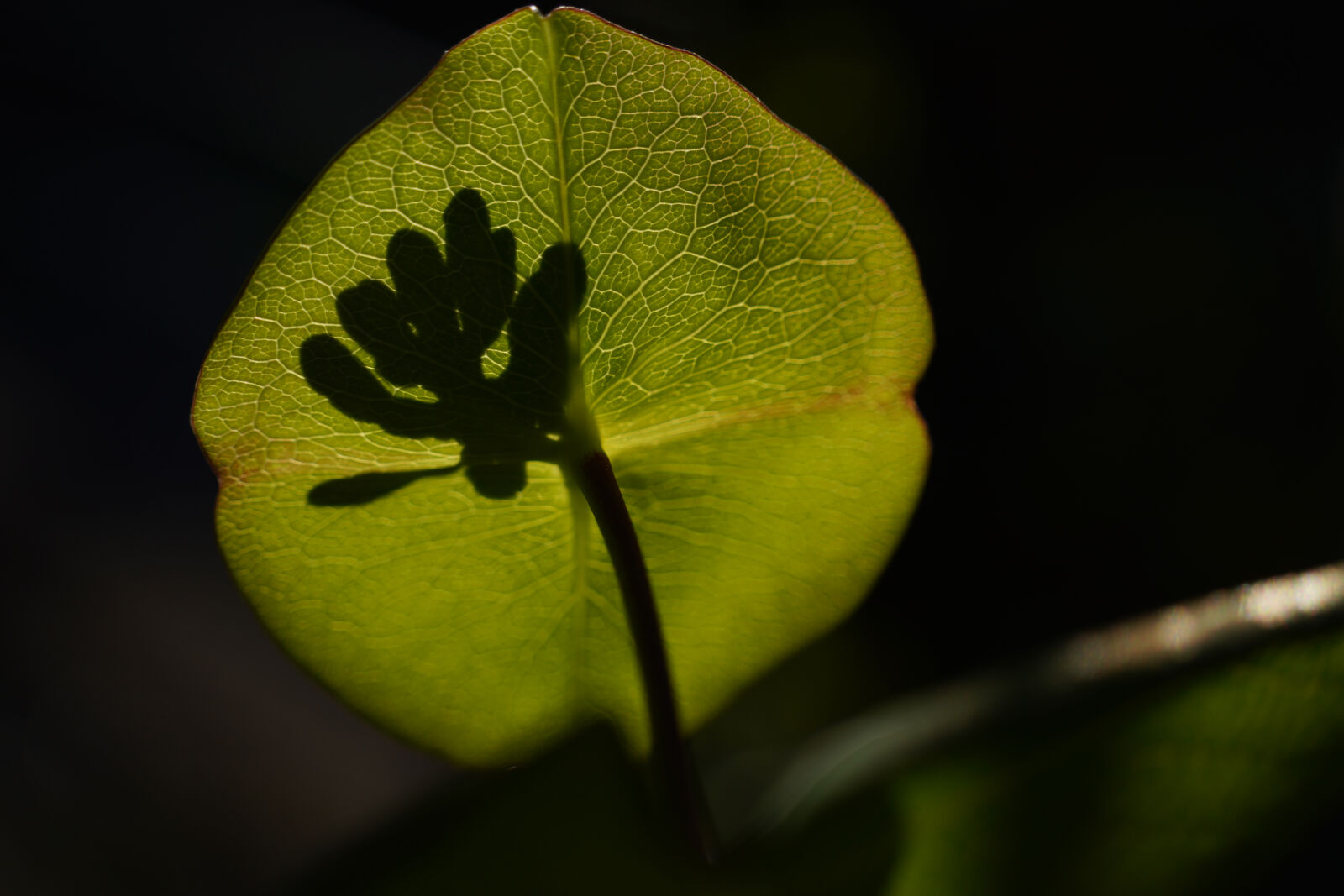 Tamron 18-300mm F3.5-6.3 Di III-A VC VXD sample photo. Shadow leaves photography