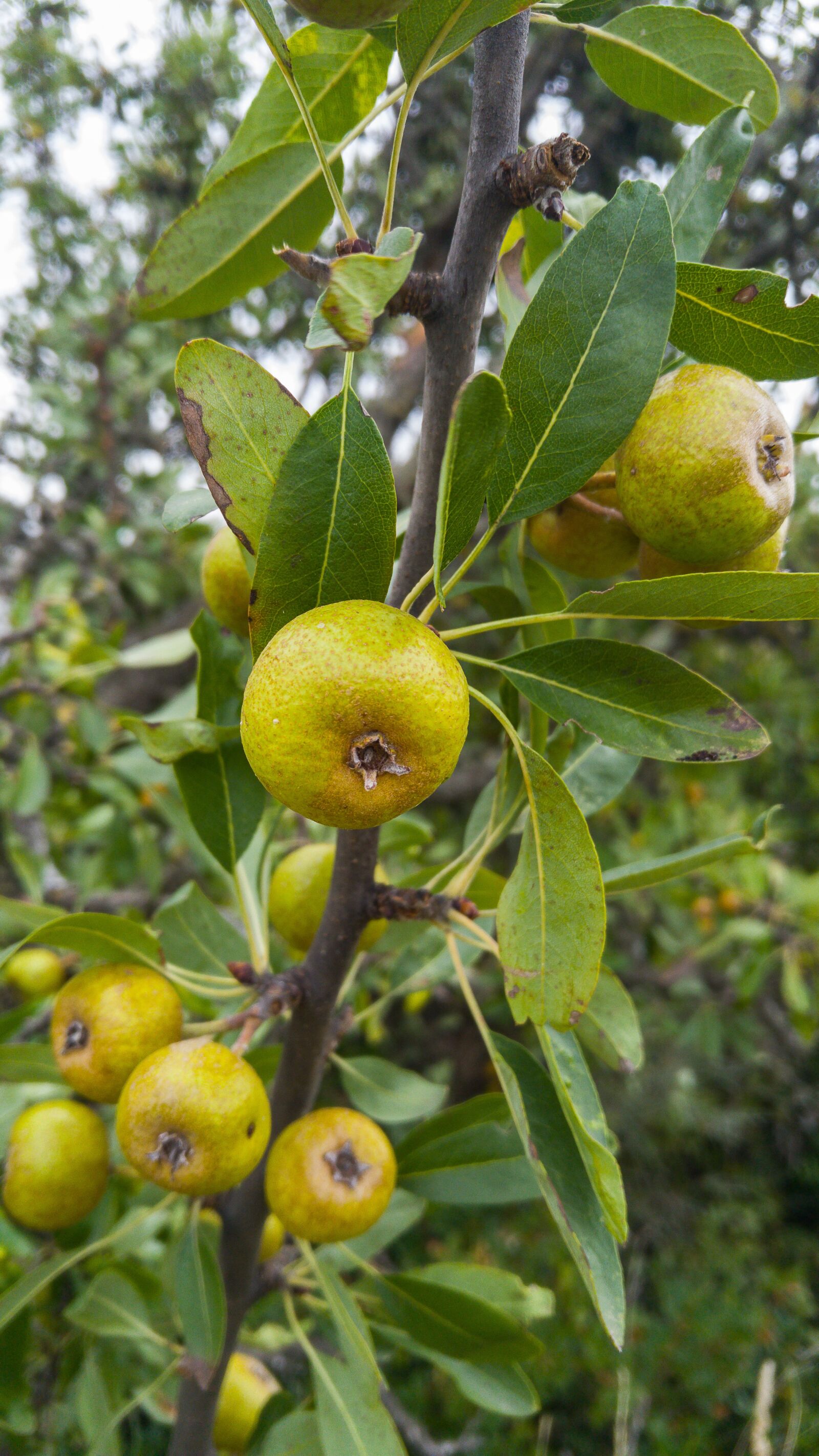 LG G4 sample photo. Wild apples, apples, apple photography