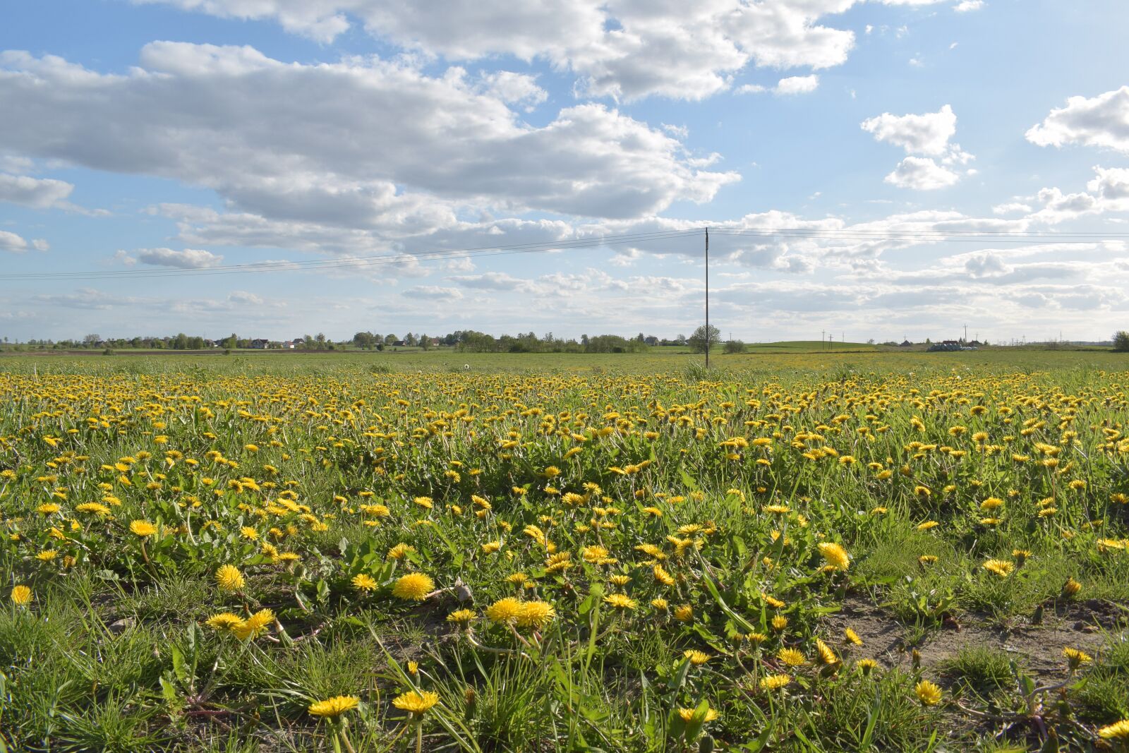 Nikon D5300 sample photo. Sonchus oleraceus, meadow, plant photography