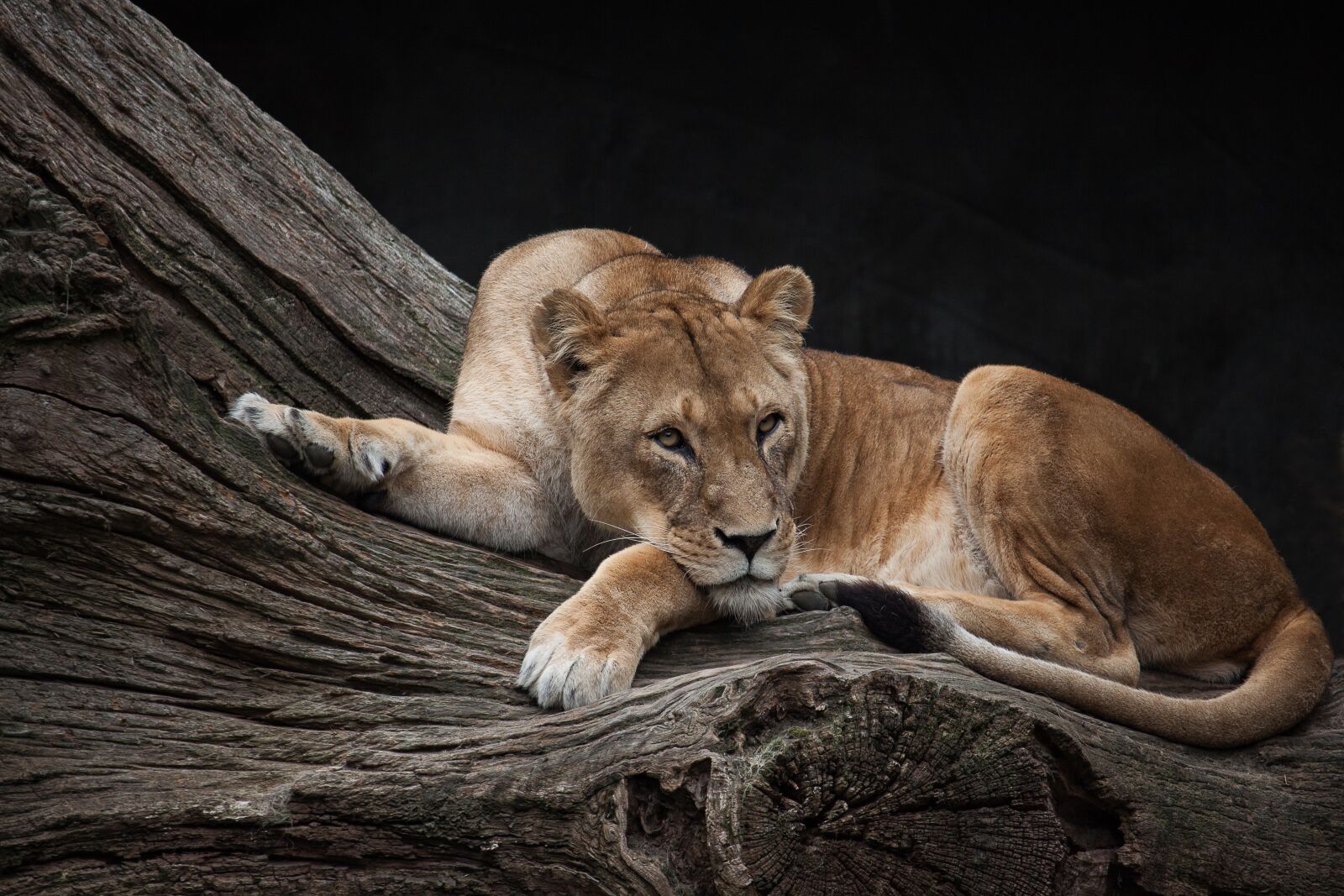 Canon EOS 50D sample photo. Lion, predator, female photography