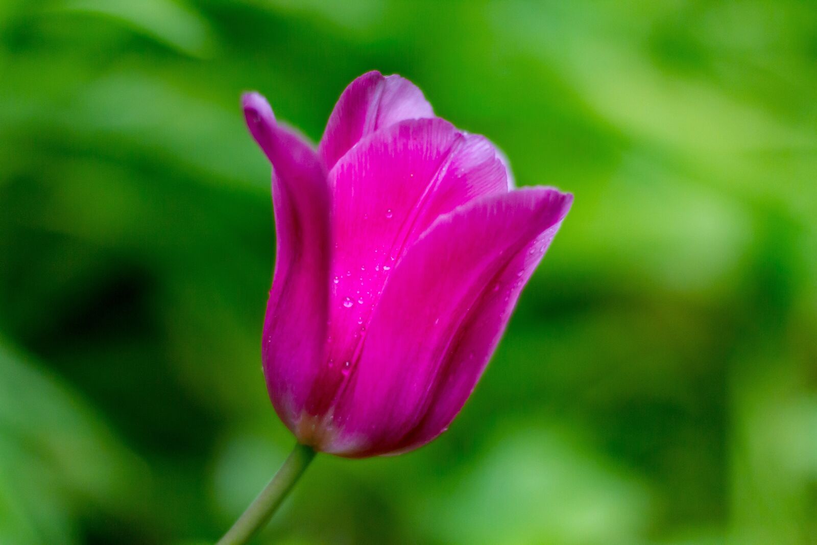 Canon EOS 7D + Canon EF 50mm F1.4 USM sample photo. Tulip, nature, plant photography