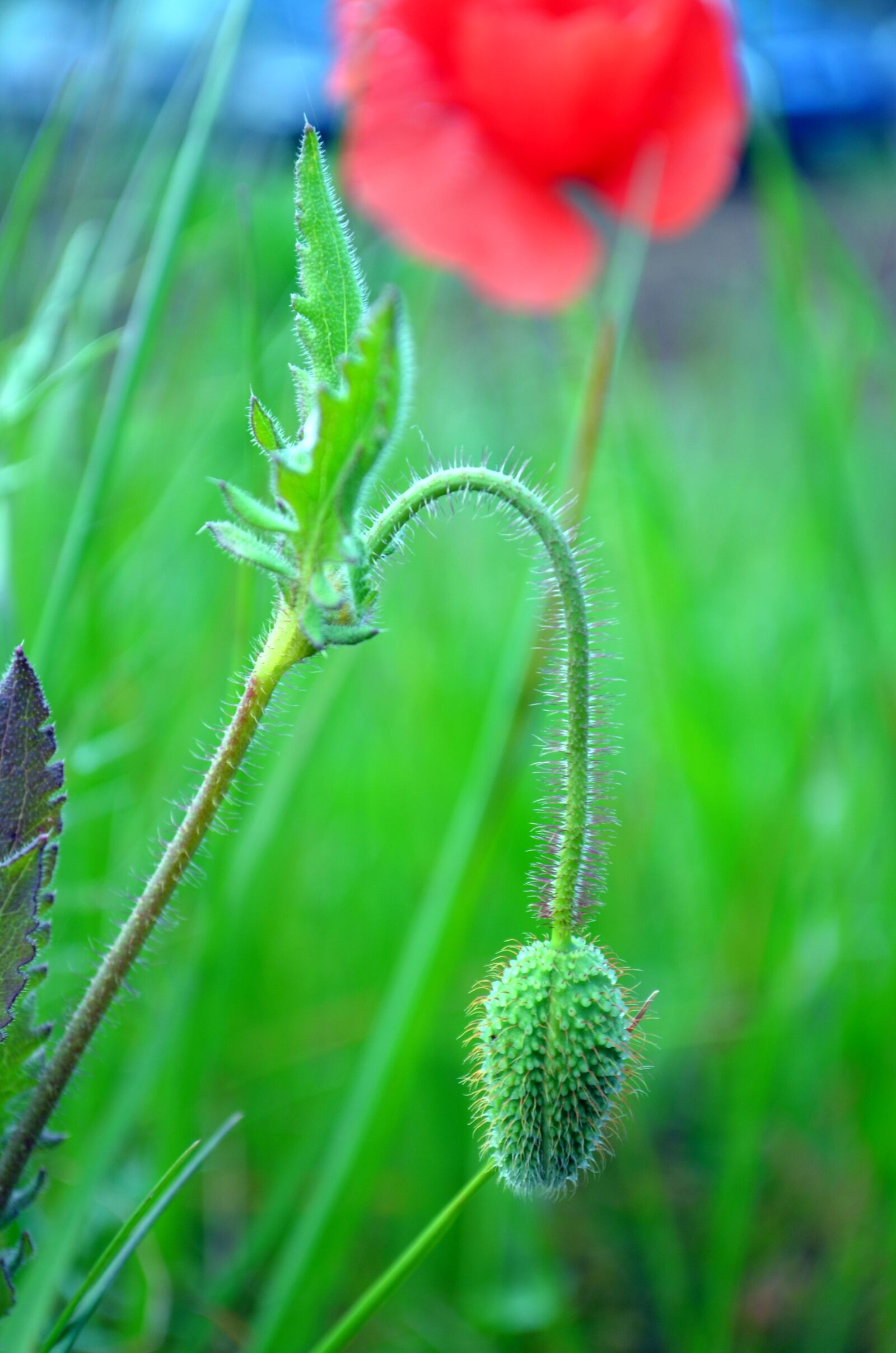 Nikon D5100 sample photo. Red poppies, nature, flower photography