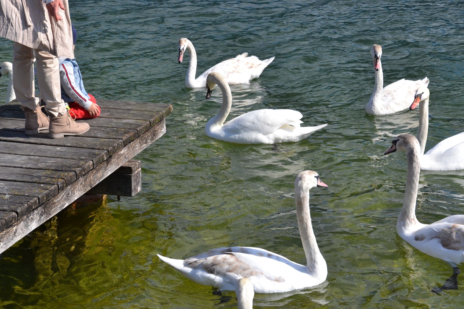 Nikon D3100 sample photo. Swan, water, bird photography