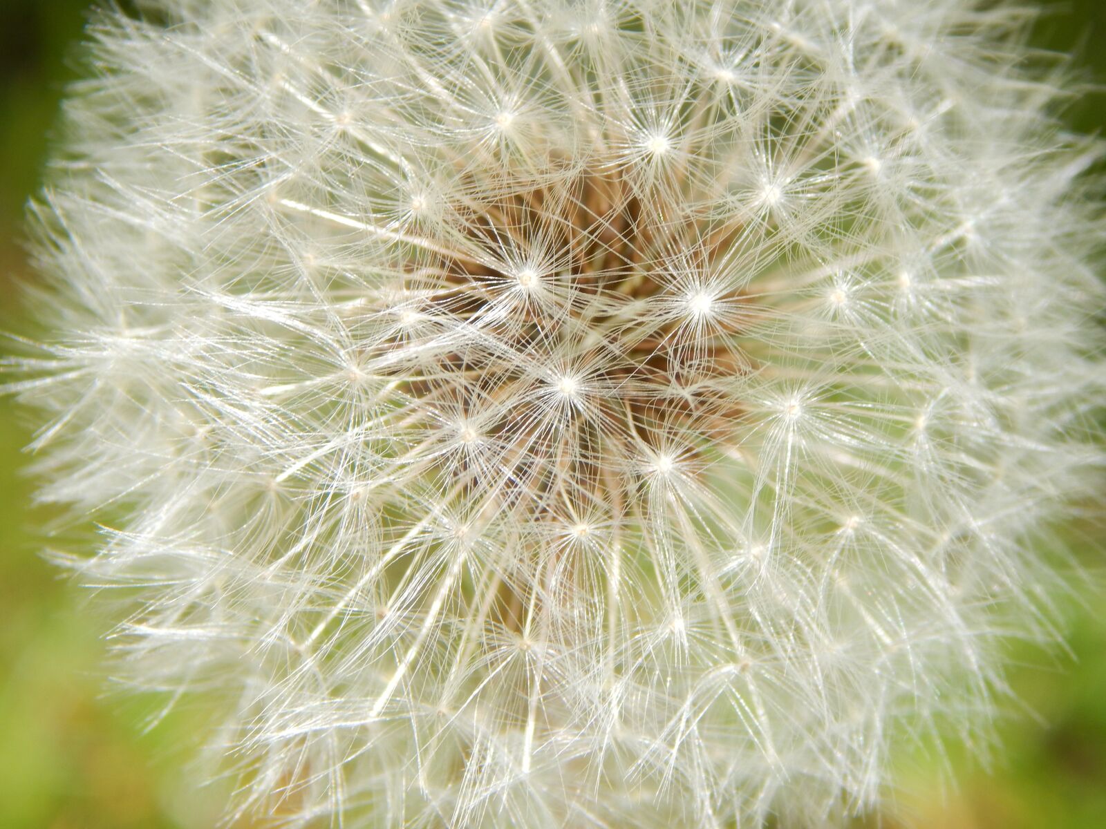 Nikon Coolpix L830 sample photo. Dandelion, spring, pointed flower photography