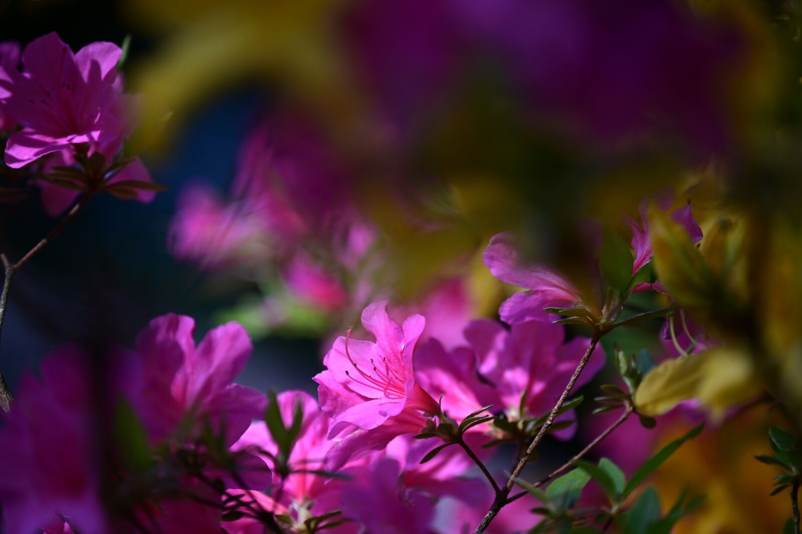 Nikon Z6 sample photo. Rhododendron, pink, blossom photography
