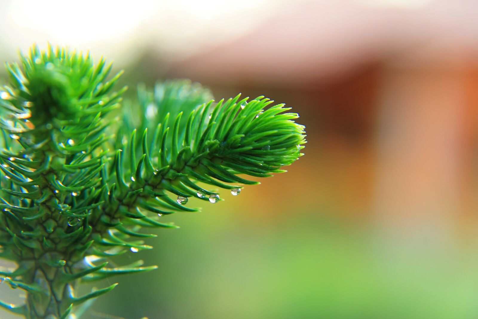Canon EOS 7D sample photo. Tiered, tree, forest photography