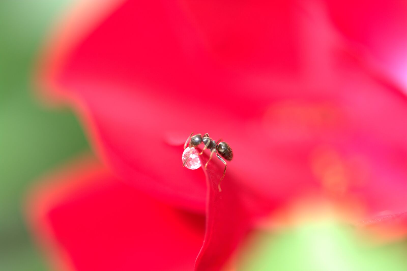 Nikon D5200 sample photo. Ant, sugar drops, drip photography