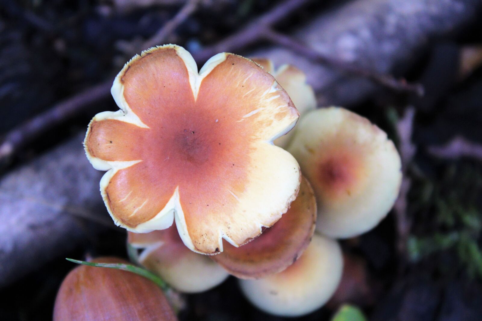 Canon EOS 1200D (EOS Rebel T5 / EOS Kiss X70 / EOS Hi) sample photo. Mushroom, forest, autumn photography