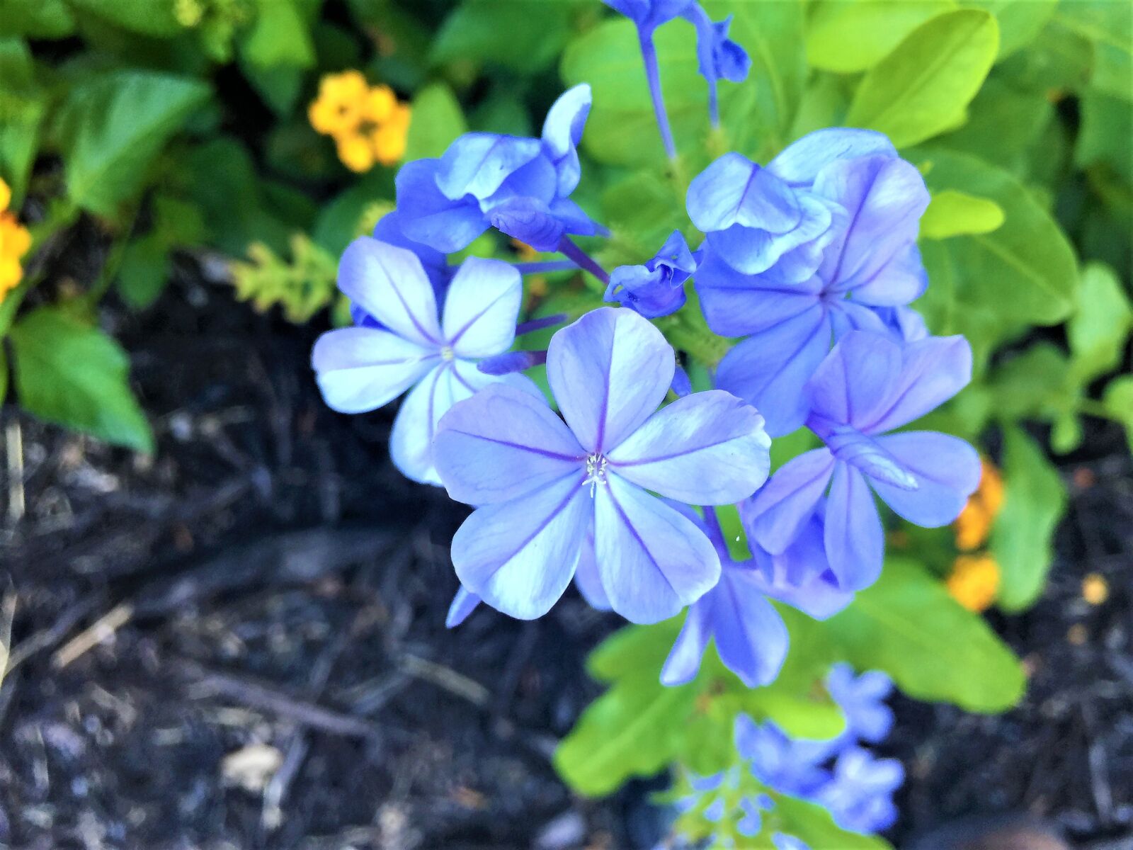 iPhone 6 Plus back camera 4.15mm f/2.2 sample photo. Flower, blue, green photography