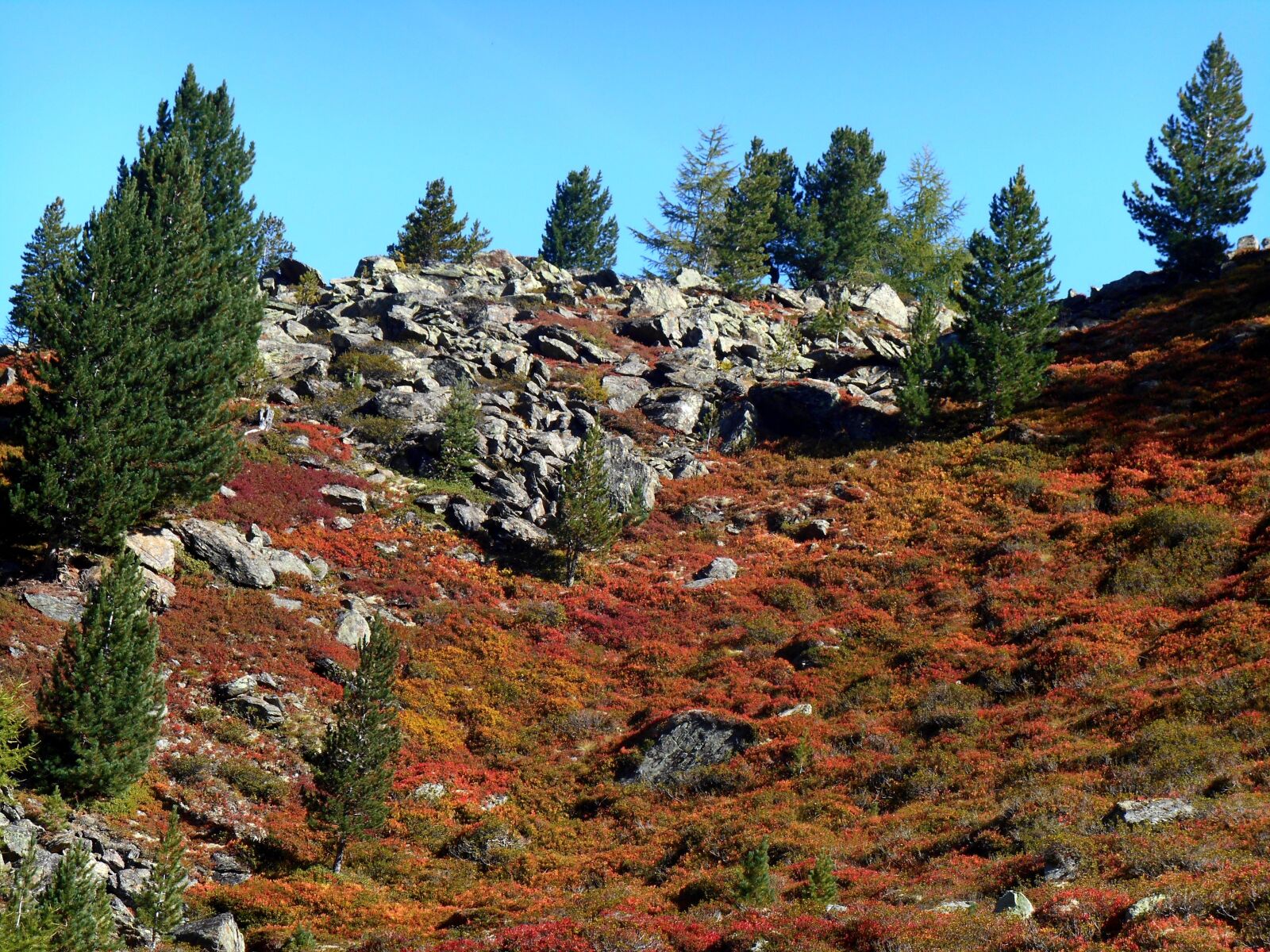 Nikon Coolpix S3500 sample photo. Forest, fir trees, autumn photography