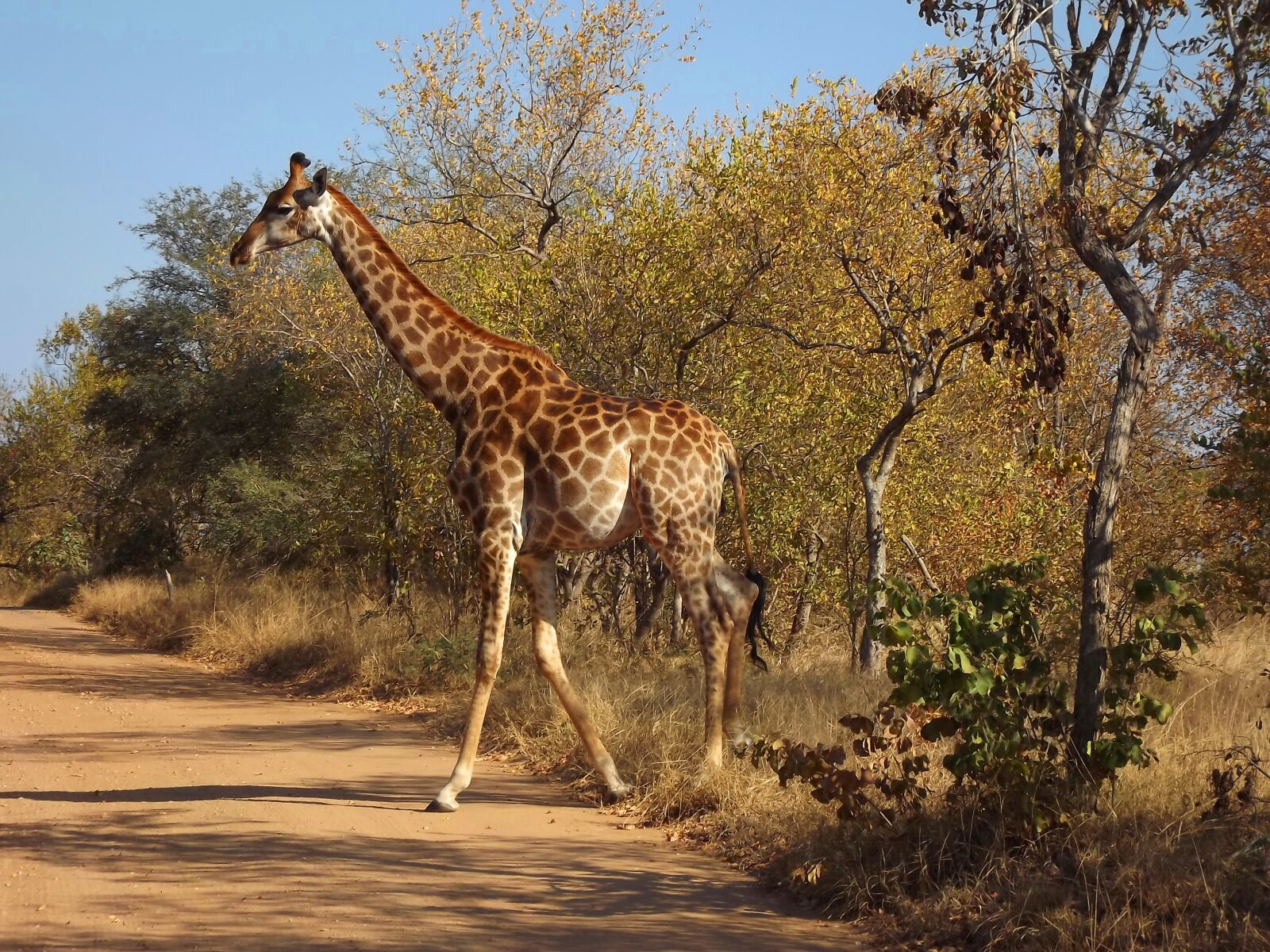 FujiFilm FinePix S4000 (FinePix S4050) sample photo. Kruger, south africa, giraffe photography