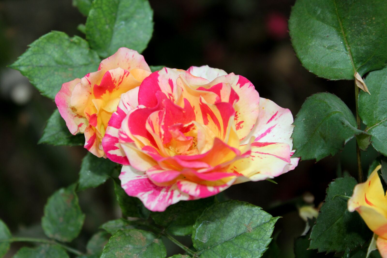 Canon EOS 550D (EOS Rebel T2i / EOS Kiss X4) sample photo. Flower, garden, pink painted photography