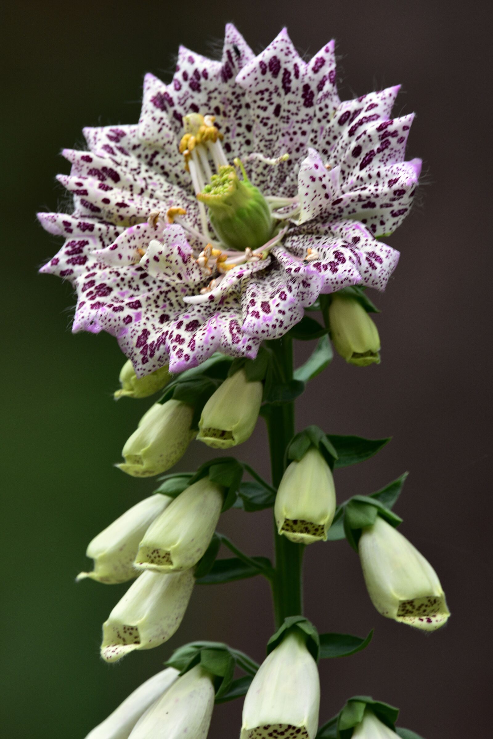 Nikon D3400 sample photo. Flowers, spring, flower photography