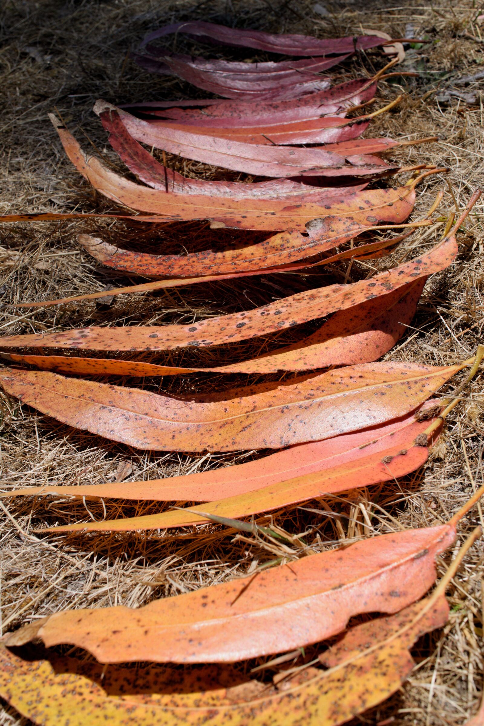 Nikon D3300 sample photo. Eucalyptus, leaves, australian photography