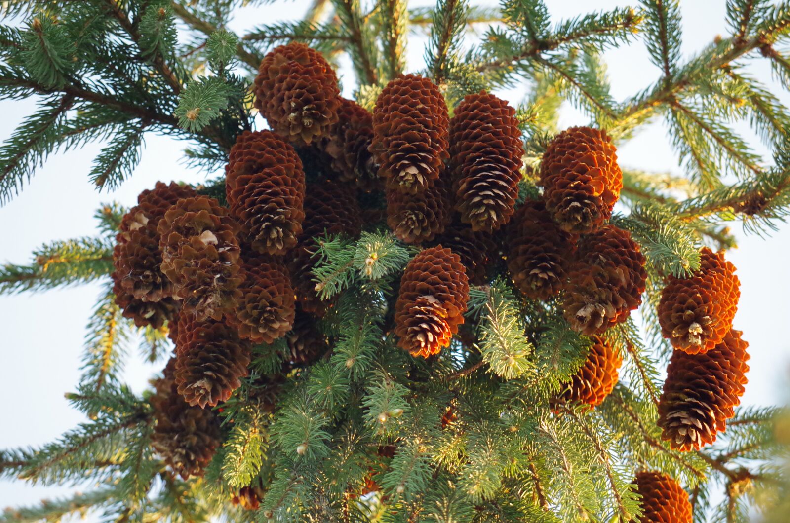Pentax K-500 sample photo. Donuts, conifer, brown photography