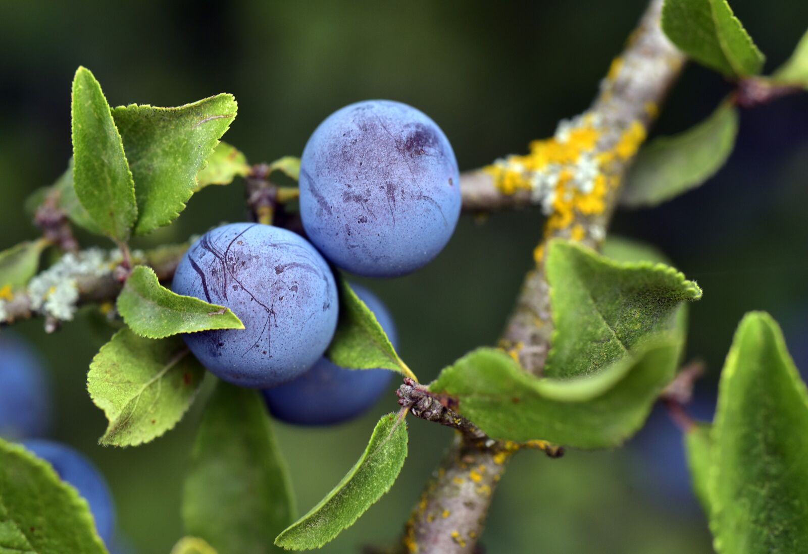 Nikon D750 sample photo. Blackthorn, prunus spinosa, schlehendorn photography