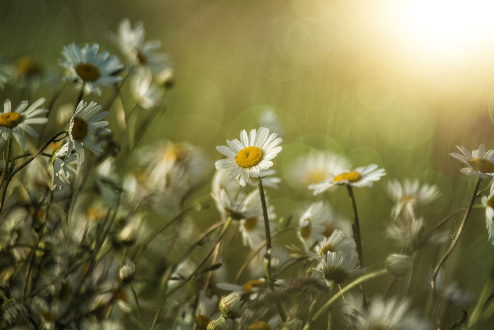 Canon EF-S 55-250mm F4-5.6 IS STM sample photo. Summer, camomile, heat photography