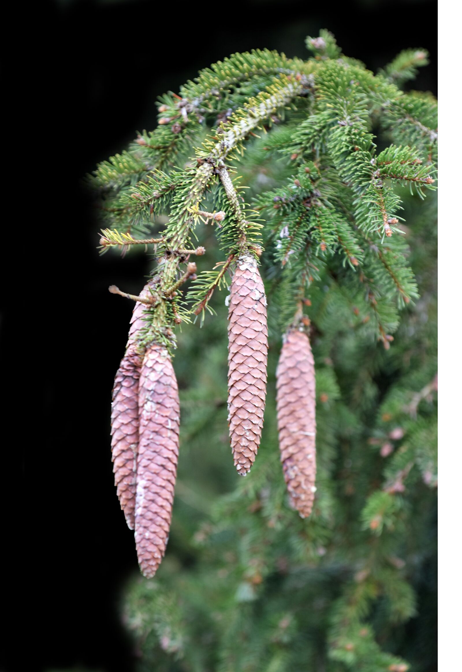 Nikon D810 sample photo. Pine, pinecone, plant photography