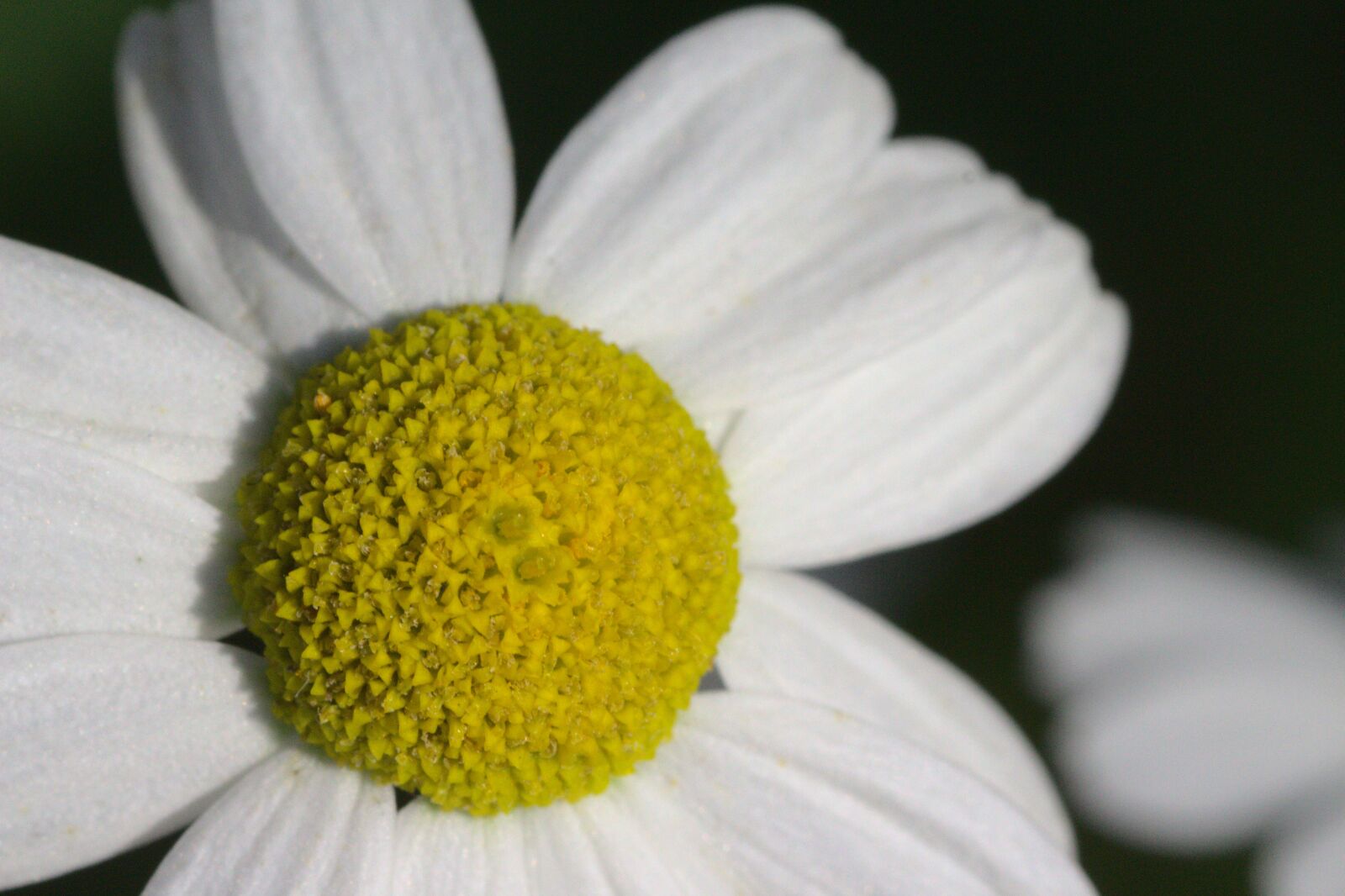 Canon EOS 700D (EOS Rebel T5i / EOS Kiss X7i) sample photo. White, blossom, bloom photography