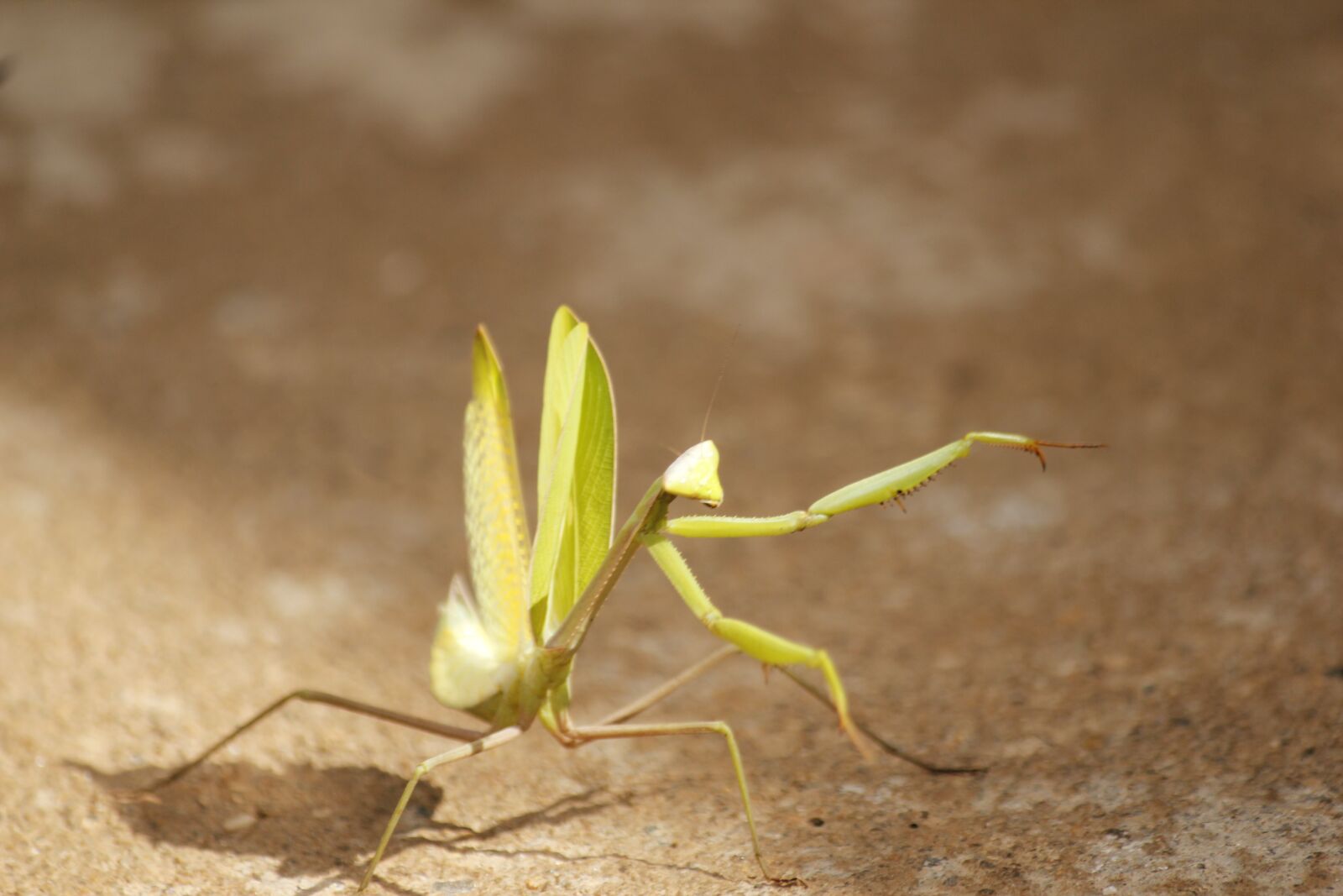 Canon EOS 550D (EOS Rebel T2i / EOS Kiss X4) sample photo. Cricket, insect, grasshopper photography