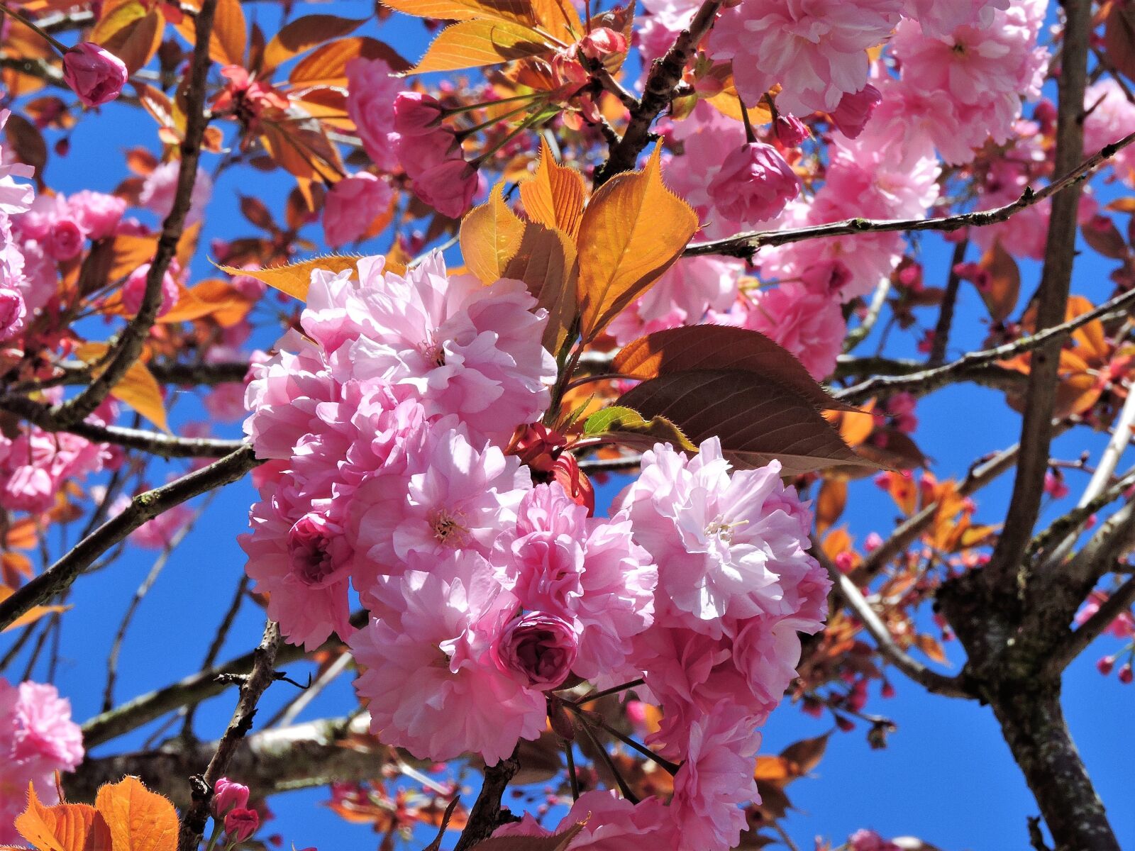 Nikon Coolpix P600 sample photo. Tree, blooming, pink photography