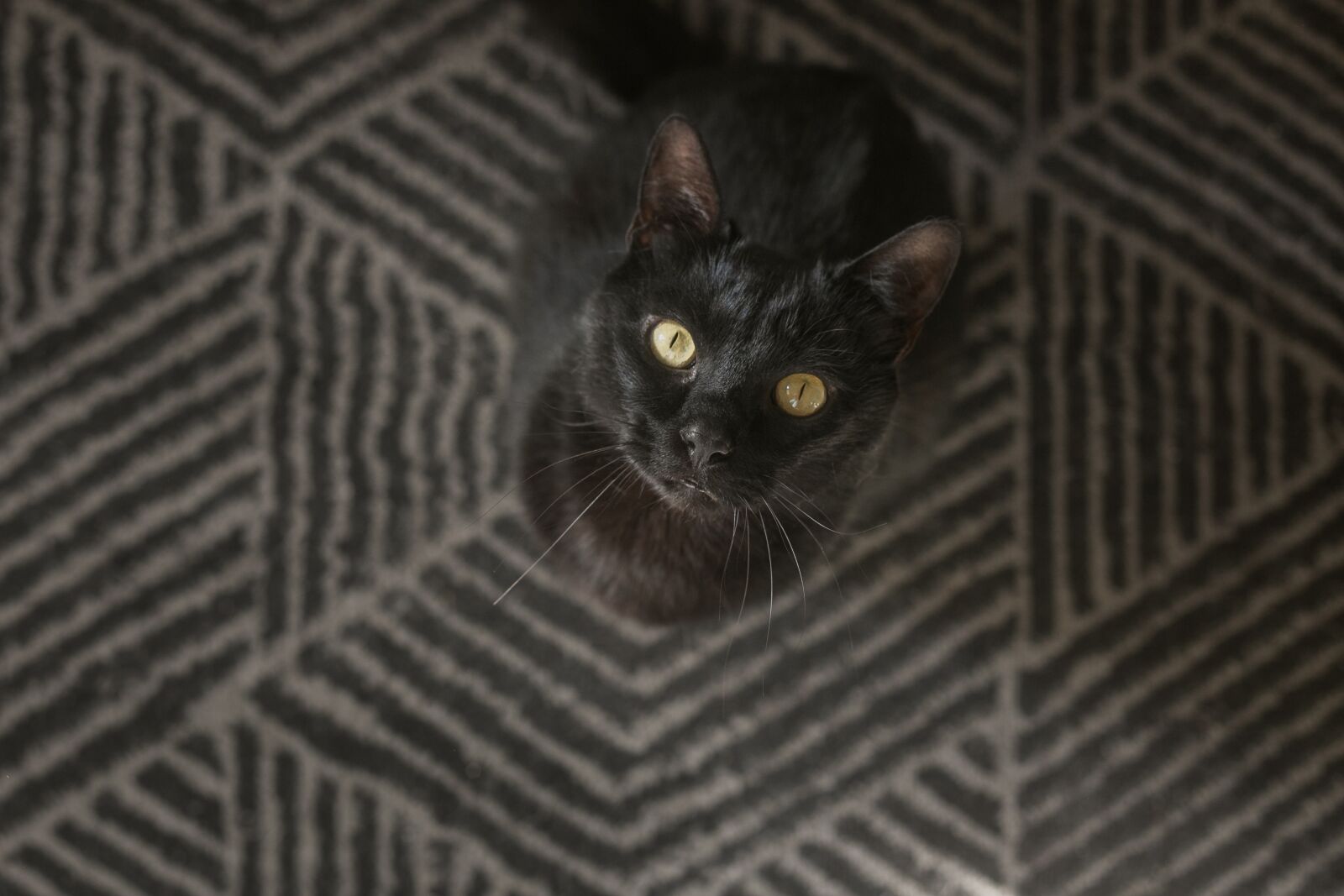 Canon EF 50mm F1.8 II sample photo. Cat, kitten, feline photography