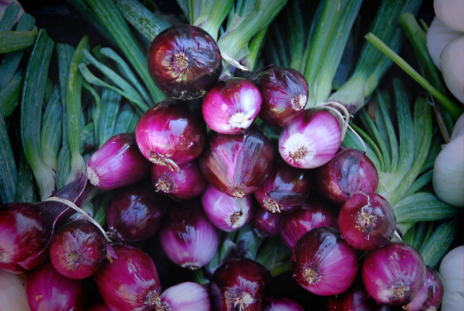Nikon D3000 sample photo. Onions, leek, vegetables photography