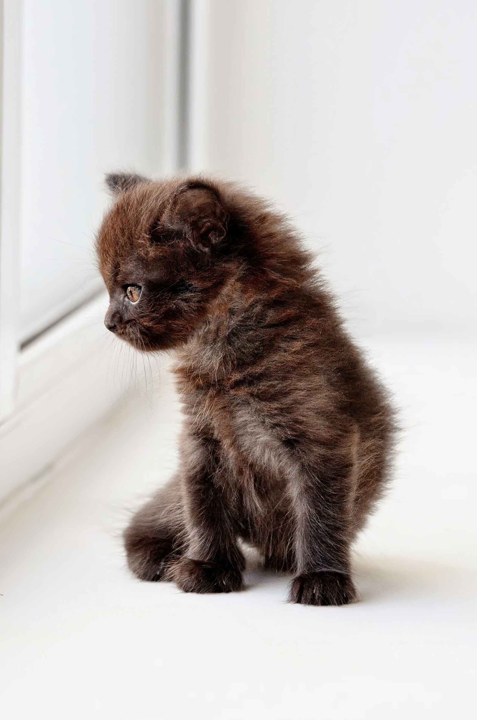 Nikon D3100 sample photo. Kitten, cat, cute photography