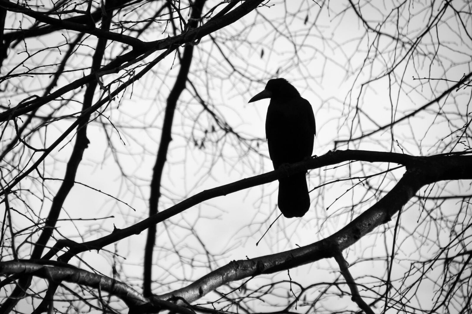 Nikon D3100 sample photo. Bird, tree, black and photography