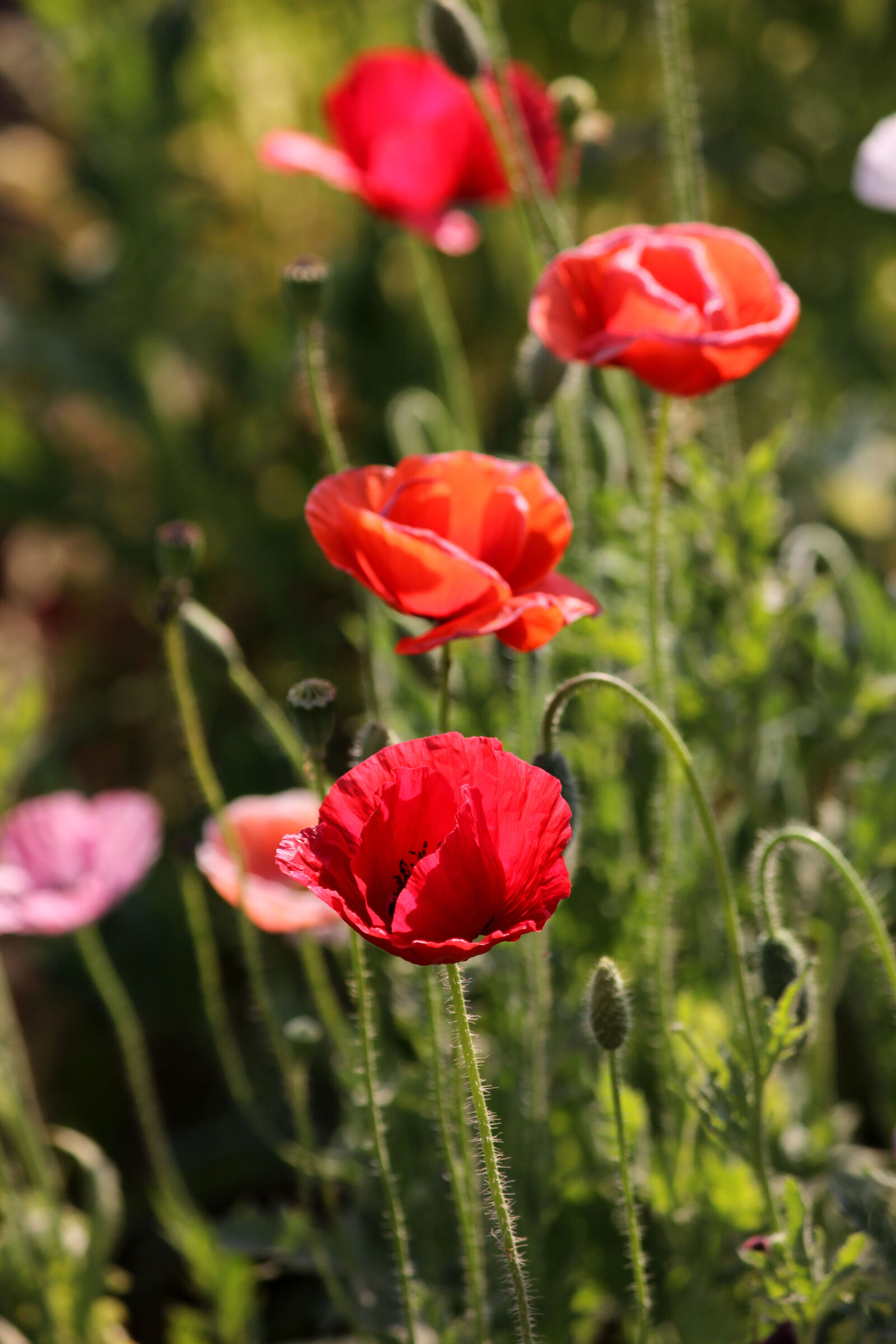 Canon EOS 600D (Rebel EOS T3i / EOS Kiss X5) sample photo. Poppy, flower, red photography