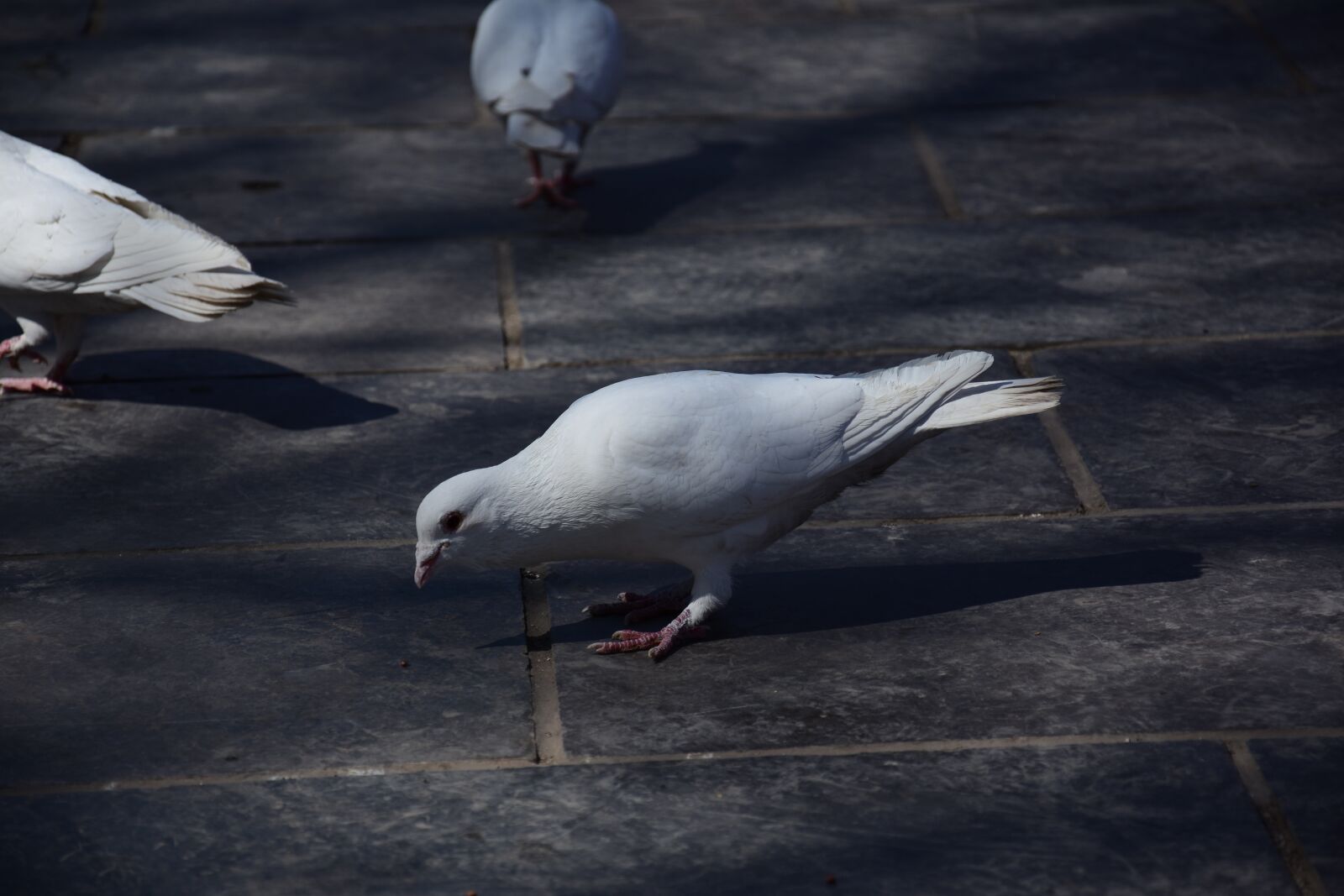Nikon D7200 sample photo. Square, pigeon, italy photography