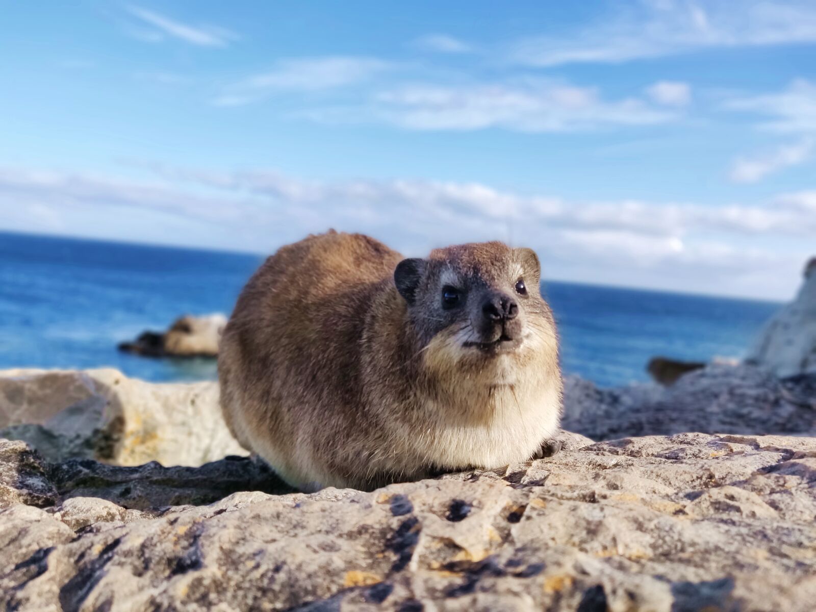 OnePlus 6 sample photo. Capetown, animal, cute photography