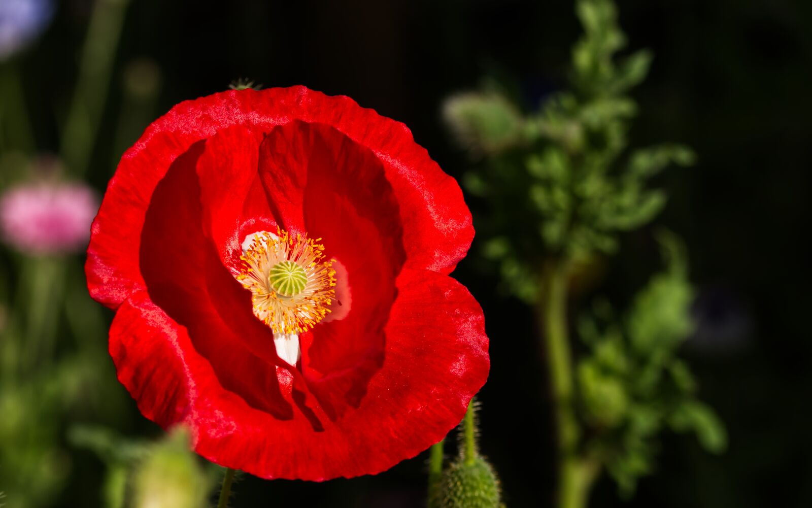 Nikon D5500 sample photo. Poppy, flower, summer photography