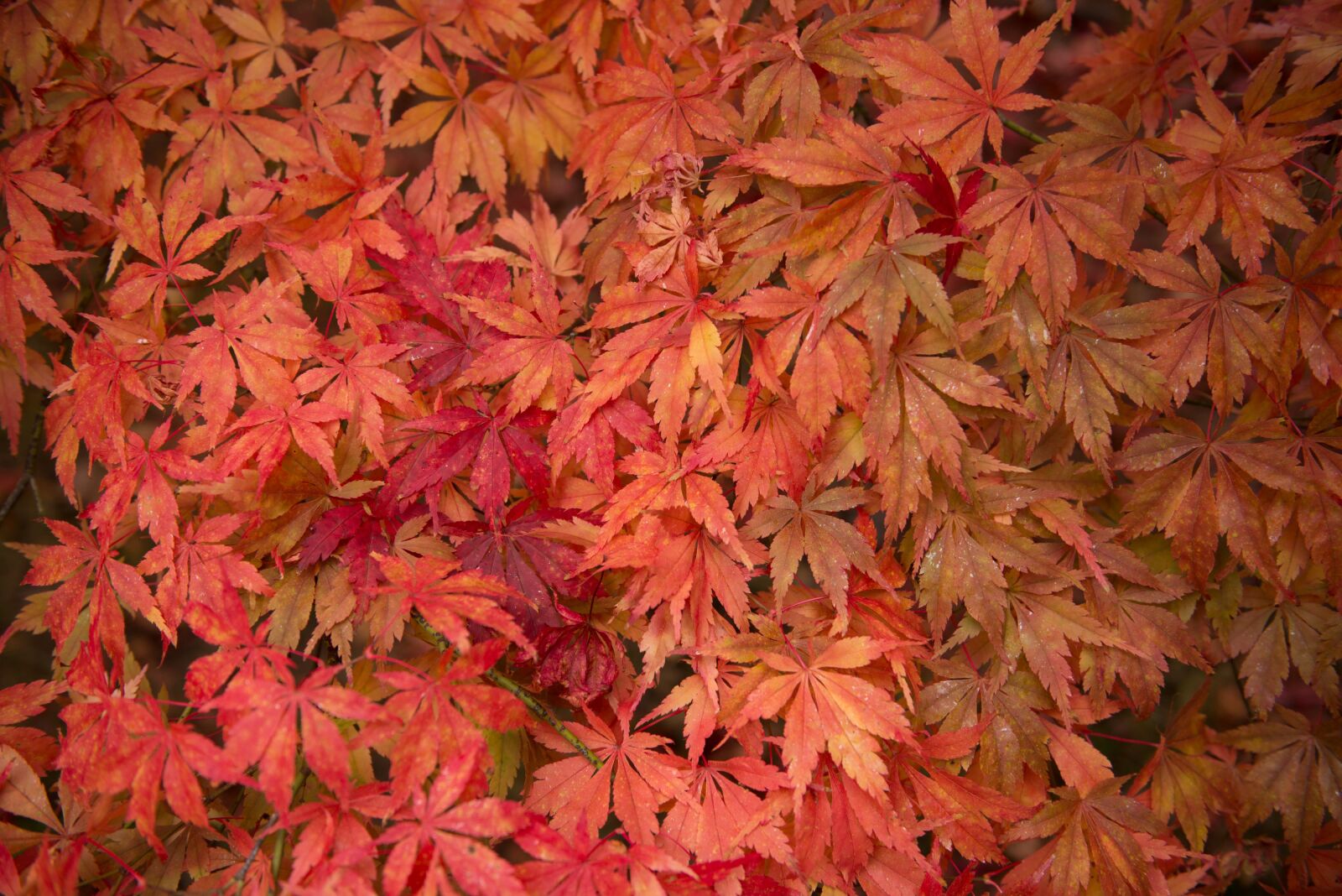 Nikon D800 sample photo. Autumn, colour, vine photography