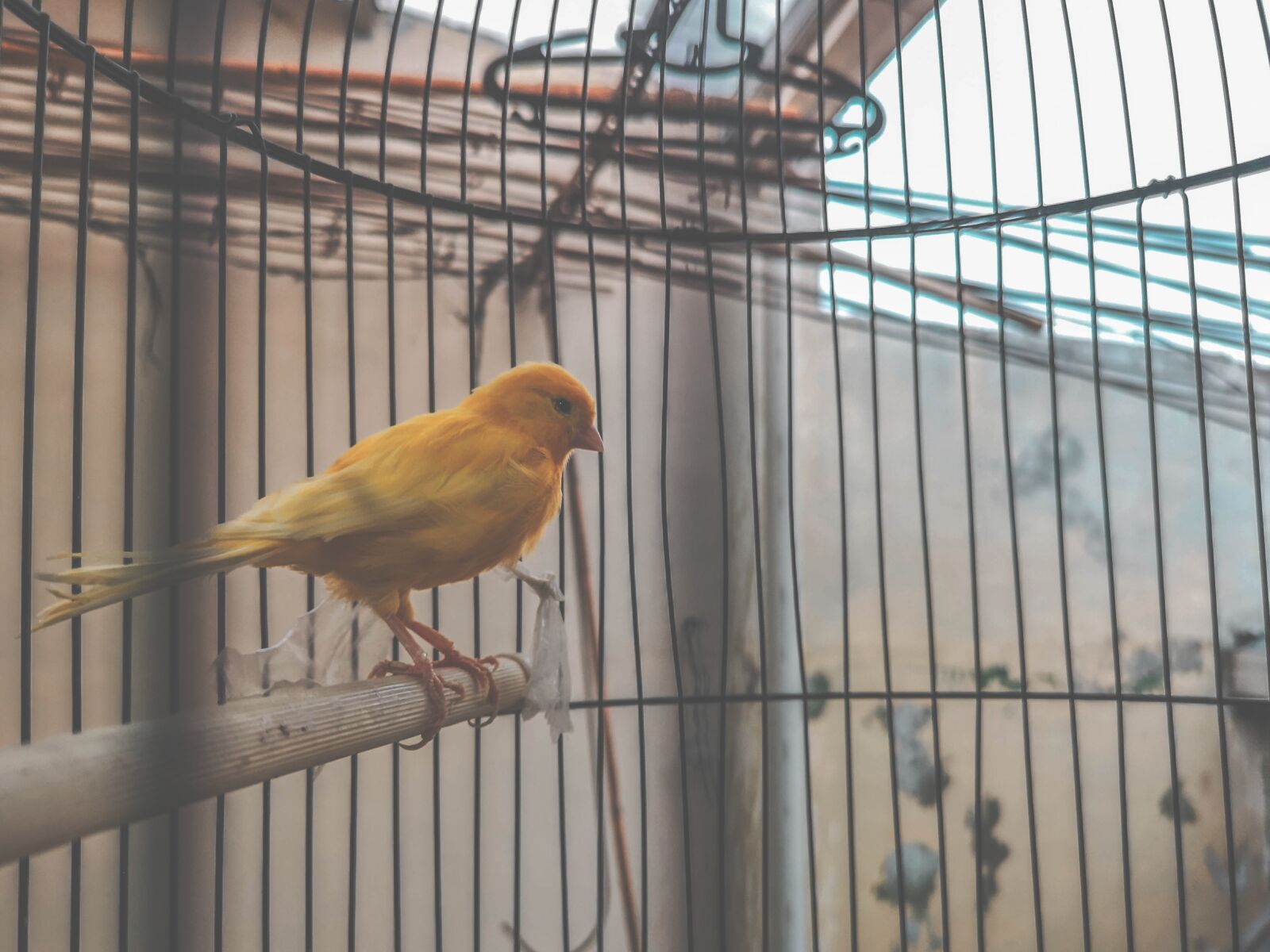 HUAWEI CLT-L29 sample photo. Cute, closeup, bird contest photography