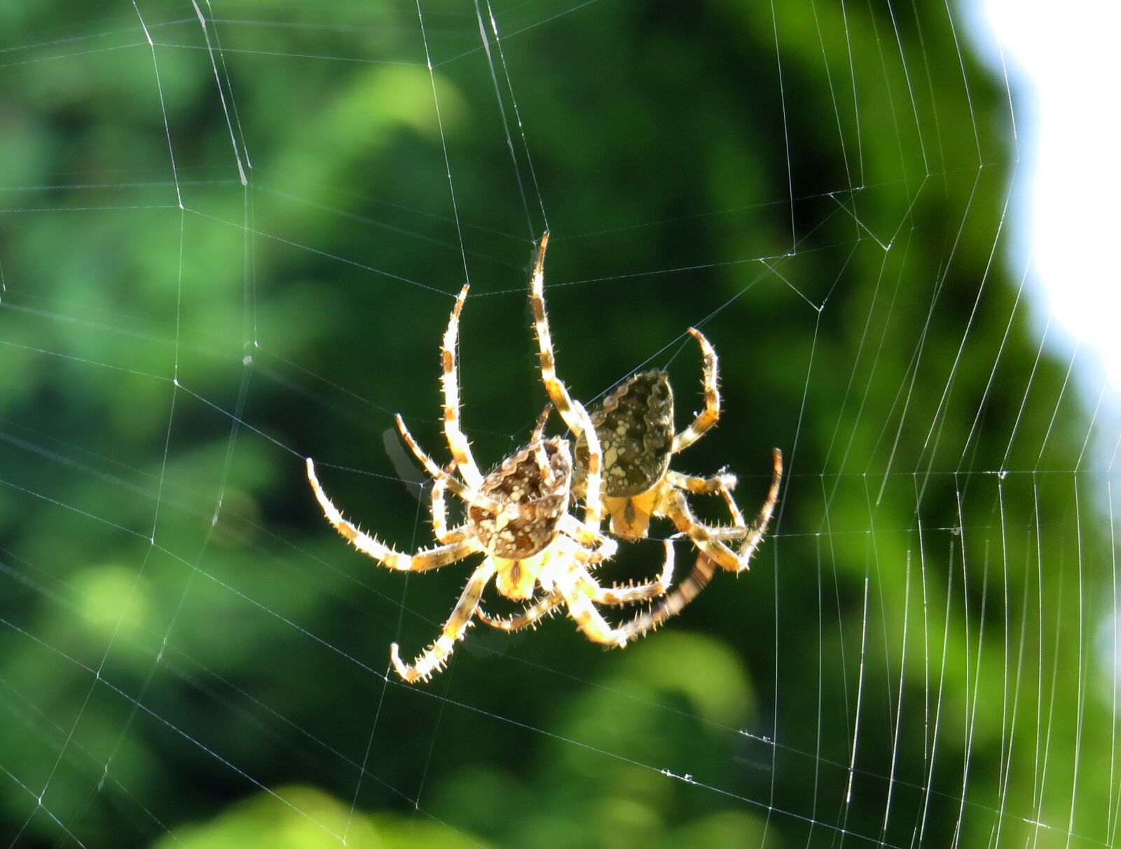 Canon PowerShot SX50 HS sample photo. Cross spider, spider, close photography