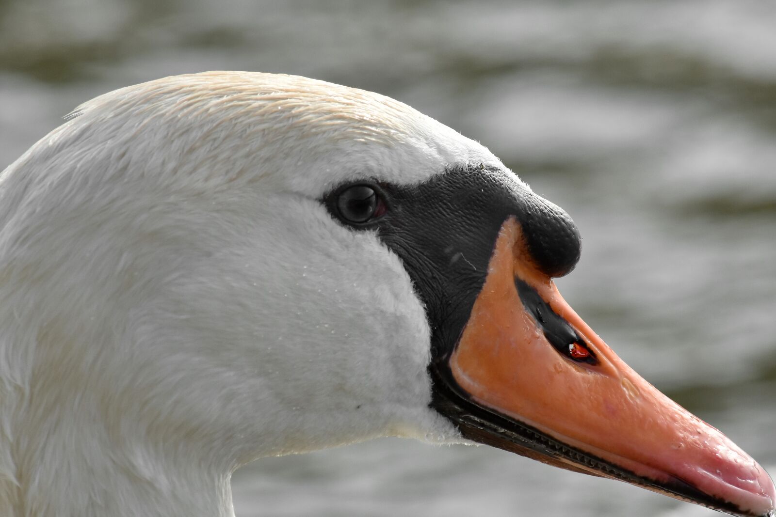 Nikon D5500 sample photo. Beautiful, head, bird, nature photography