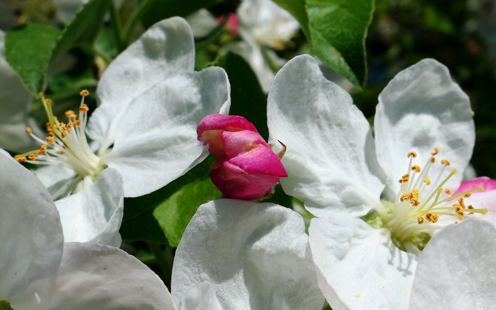 Panasonic Lumix DMC-LX10 (Lumix DMC-LX15) sample photo. Flower, nature, plant photography