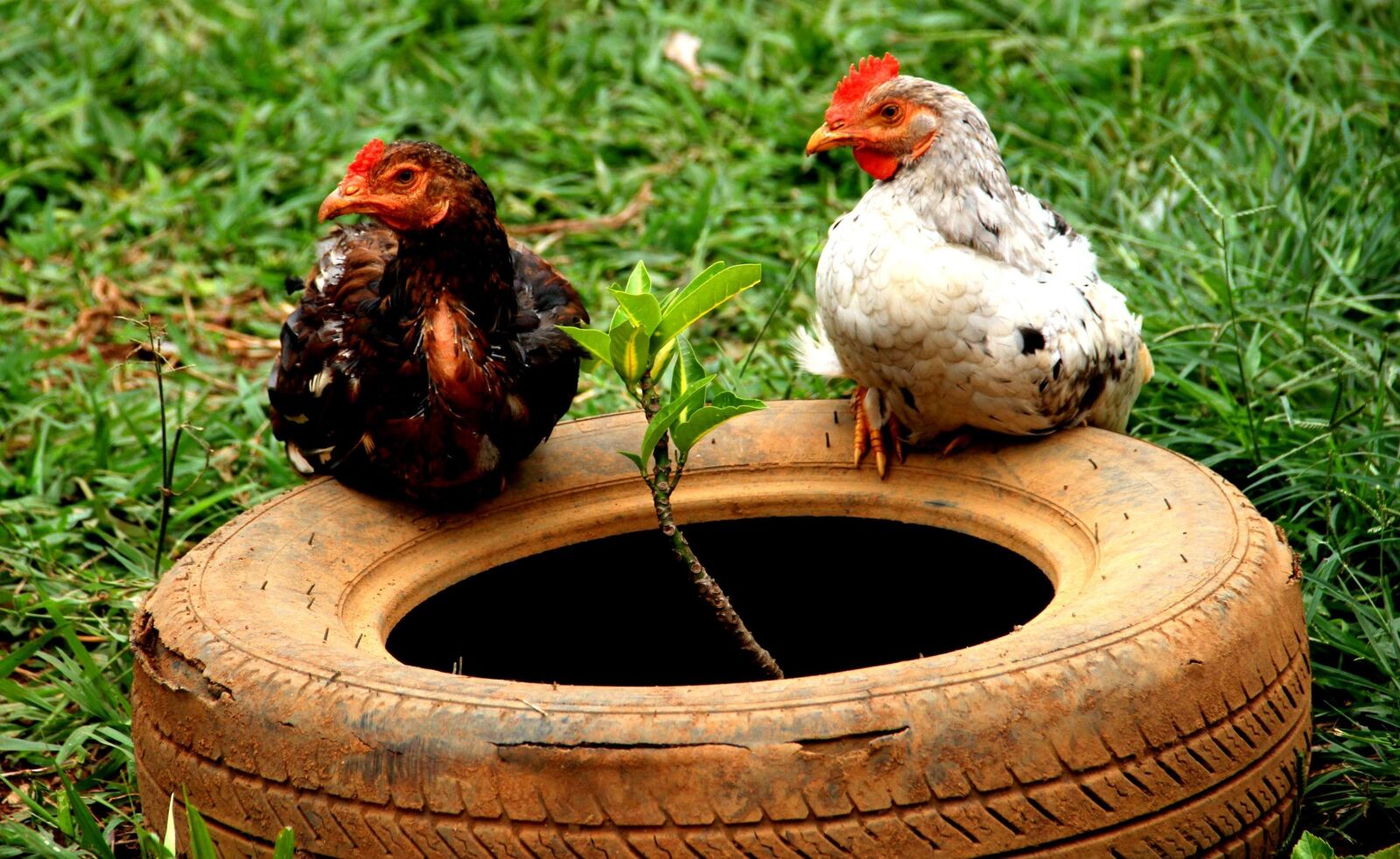 Canon EOS 7D sample photo. Chickens, ani, chicken photography