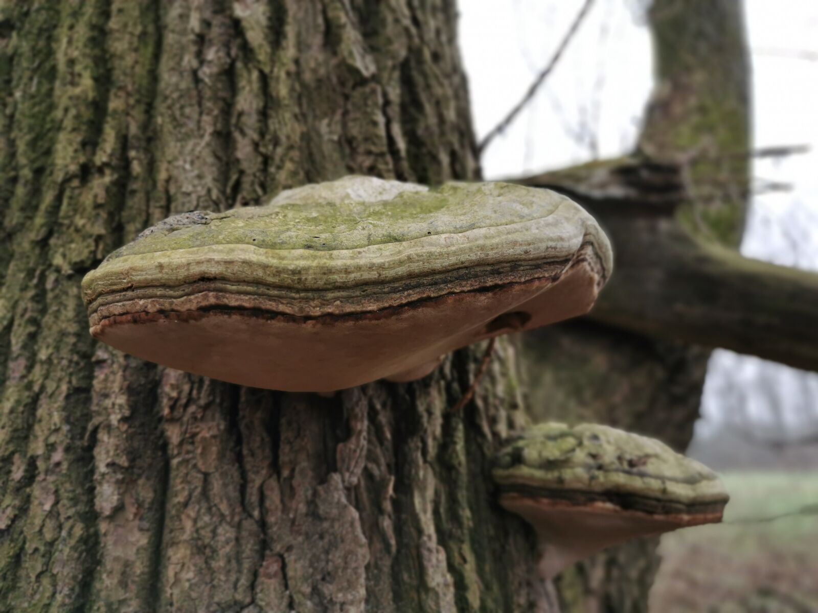 HUAWEI P30 sample photo. Mushroom, log, close up photography