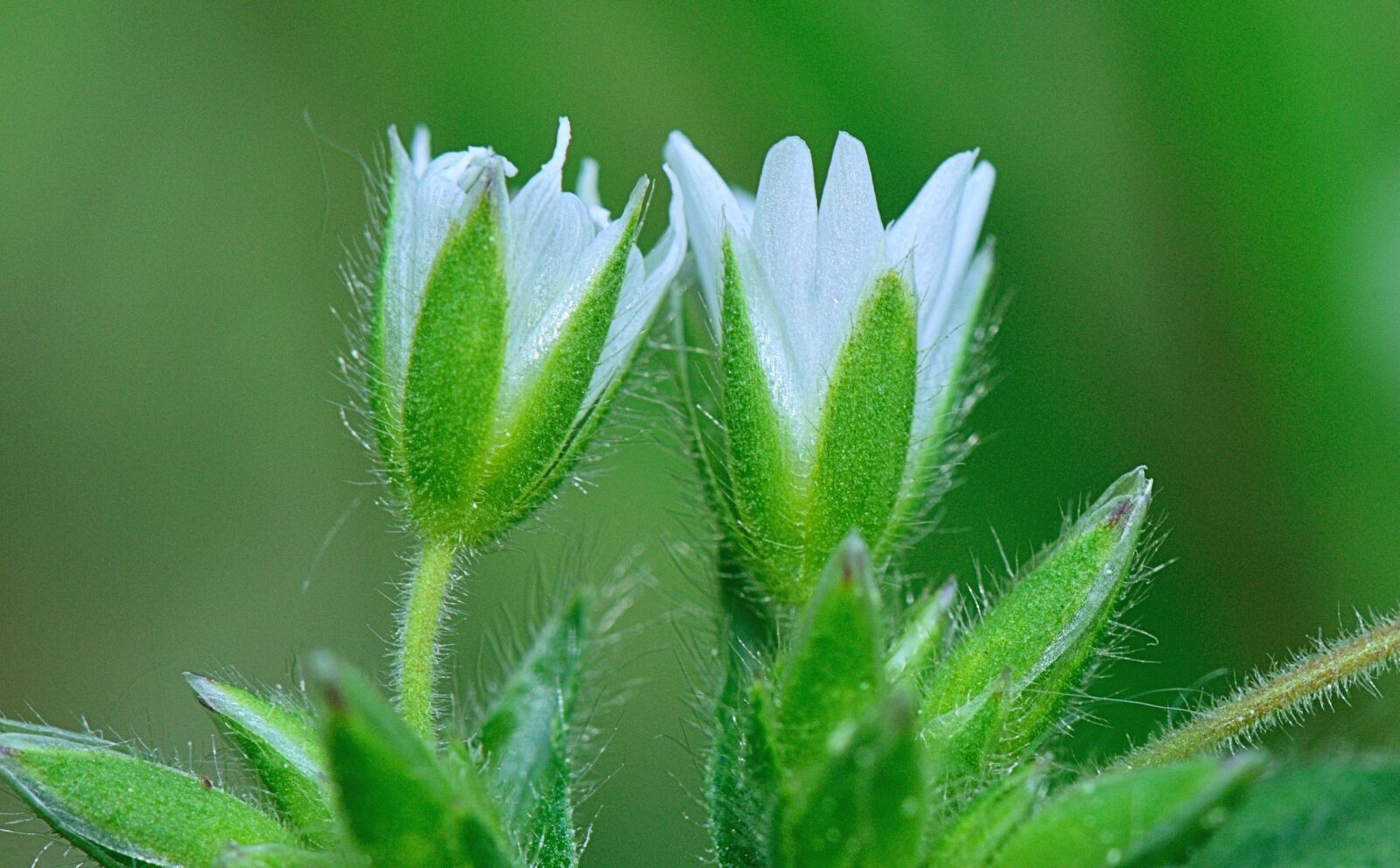 Nikon D5300 sample photo. Nature, flower, macro photography