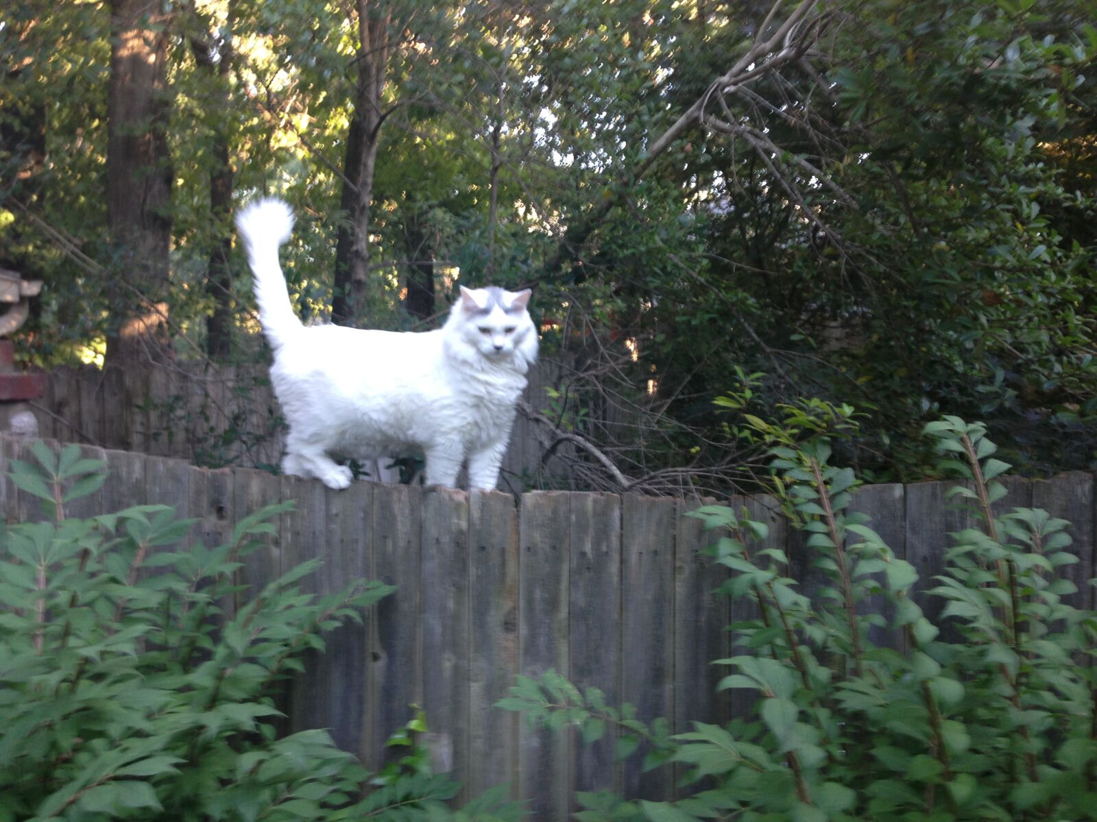 Apple iPhone 5 sample photo. Cat, turkish van, hop photography