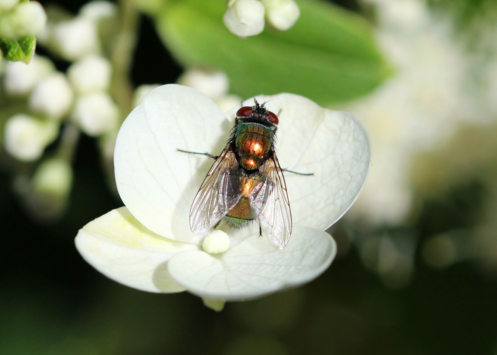 Canon EOS 600D (Rebel EOS T3i / EOS Kiss X5) + Canon EF 100mm F2.8 Macro USM sample photo. Fly, insect, bug photography