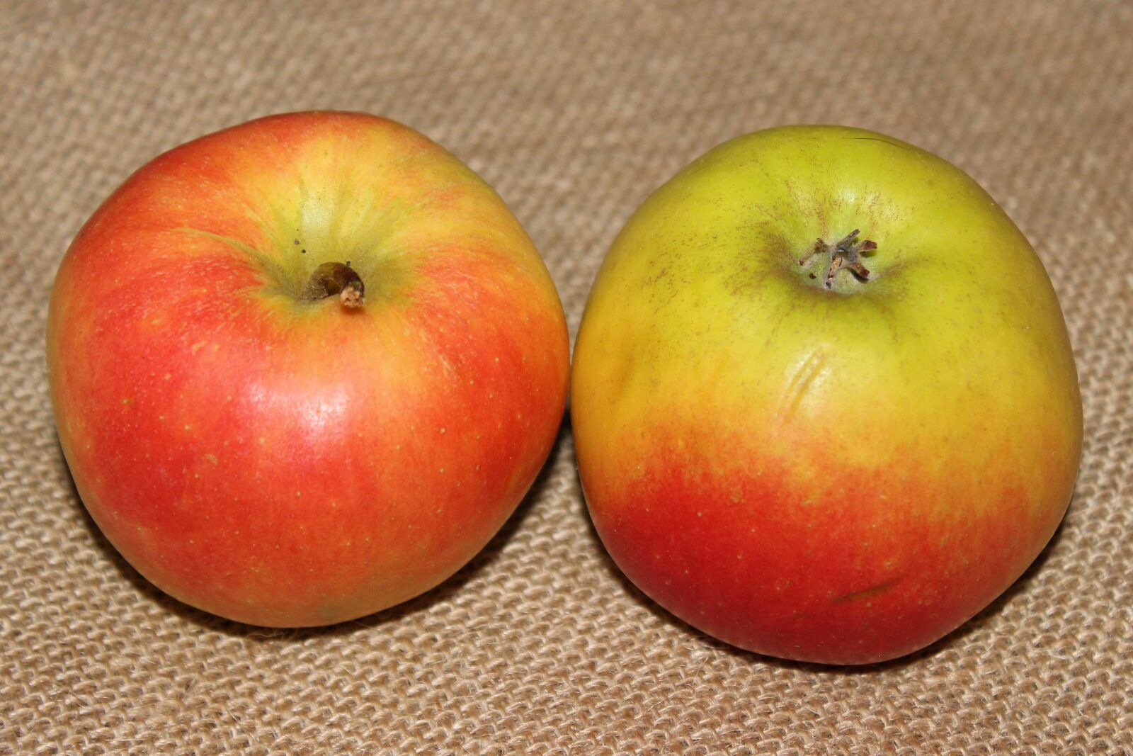 Canon EOS 600D (Rebel EOS T3i / EOS Kiss X5) sample photo. Apple, red, red apple photography