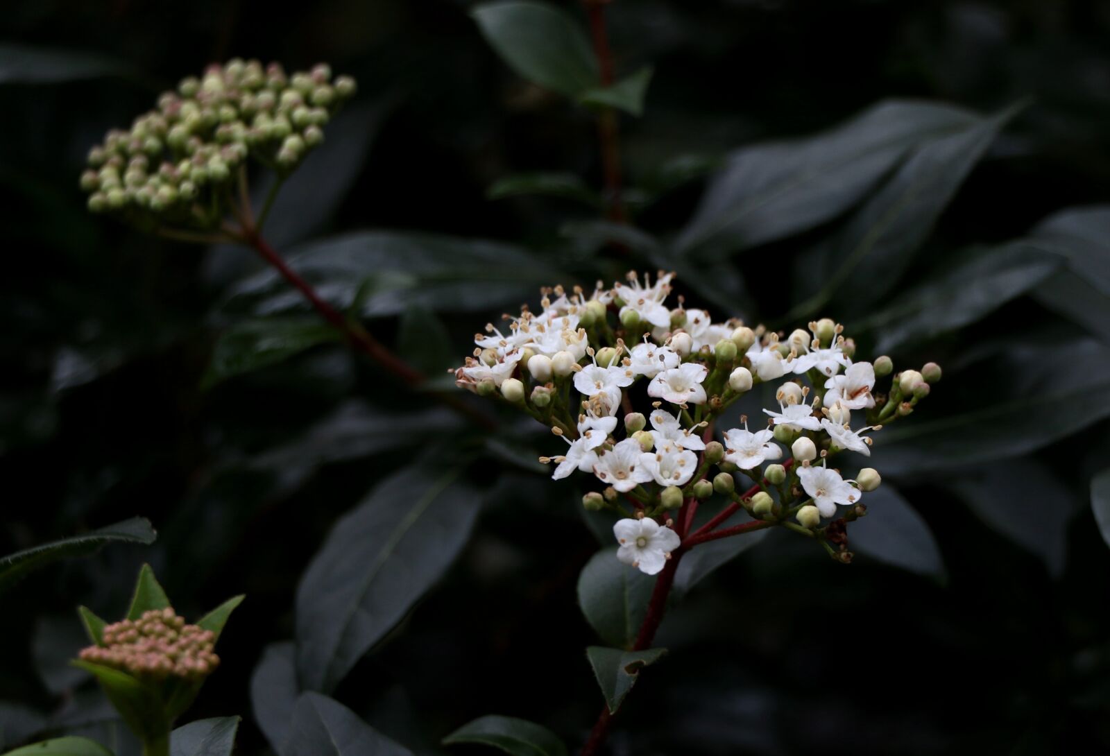 Canon EOS 7D Mark II + Canon EF-S 18-135mm F3.5-5.6 IS STM sample photo. Viburnum tinus, snowball, winter photography