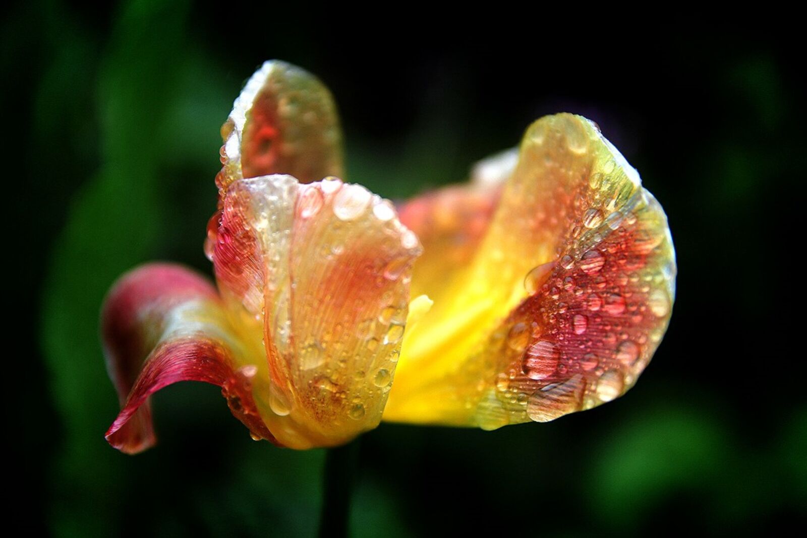 Canon EOS 60D sample photo. Tulip, raindrops, petal photography