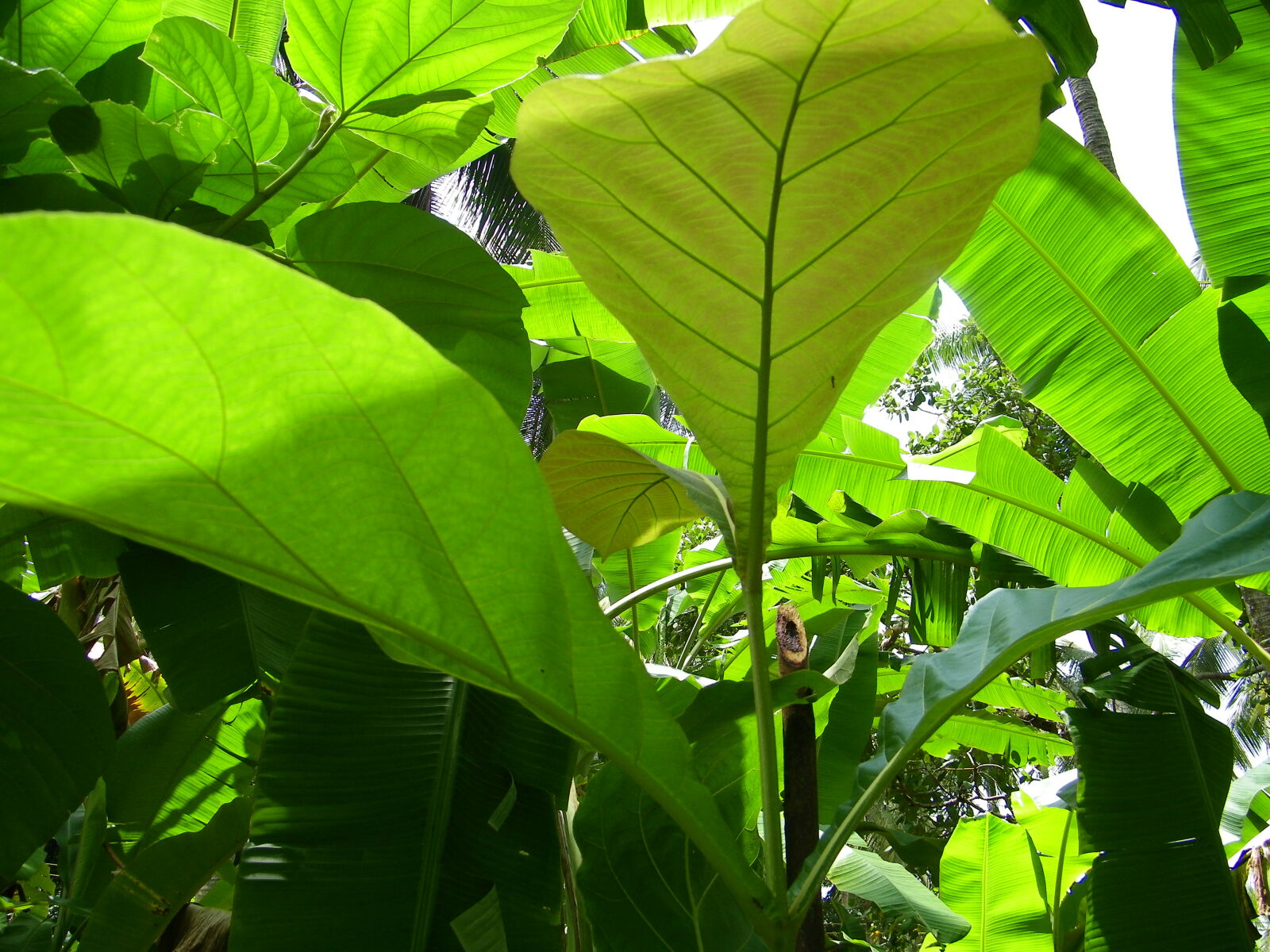 Kodak EASYSHARE Z1015 IS DIGITAL CAMERA sample photo. Teak, leaf photography