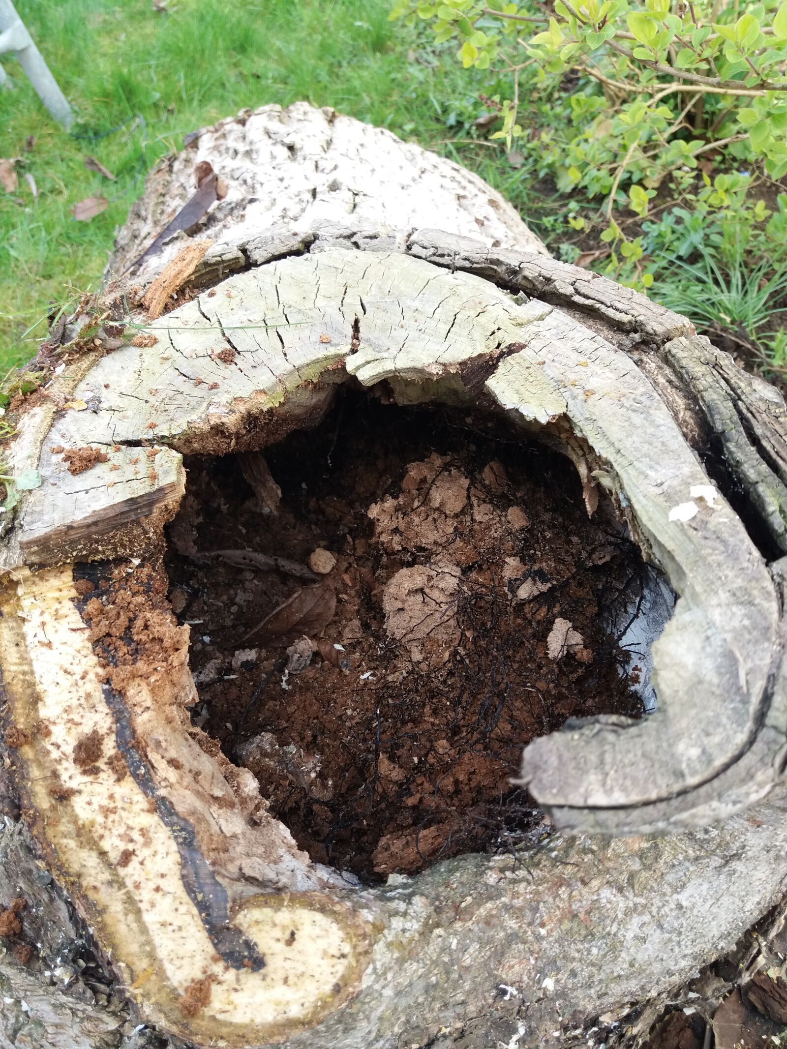 Samsung Galaxy J5(2016) sample photo. Hollow tree trunk, rotten photography
