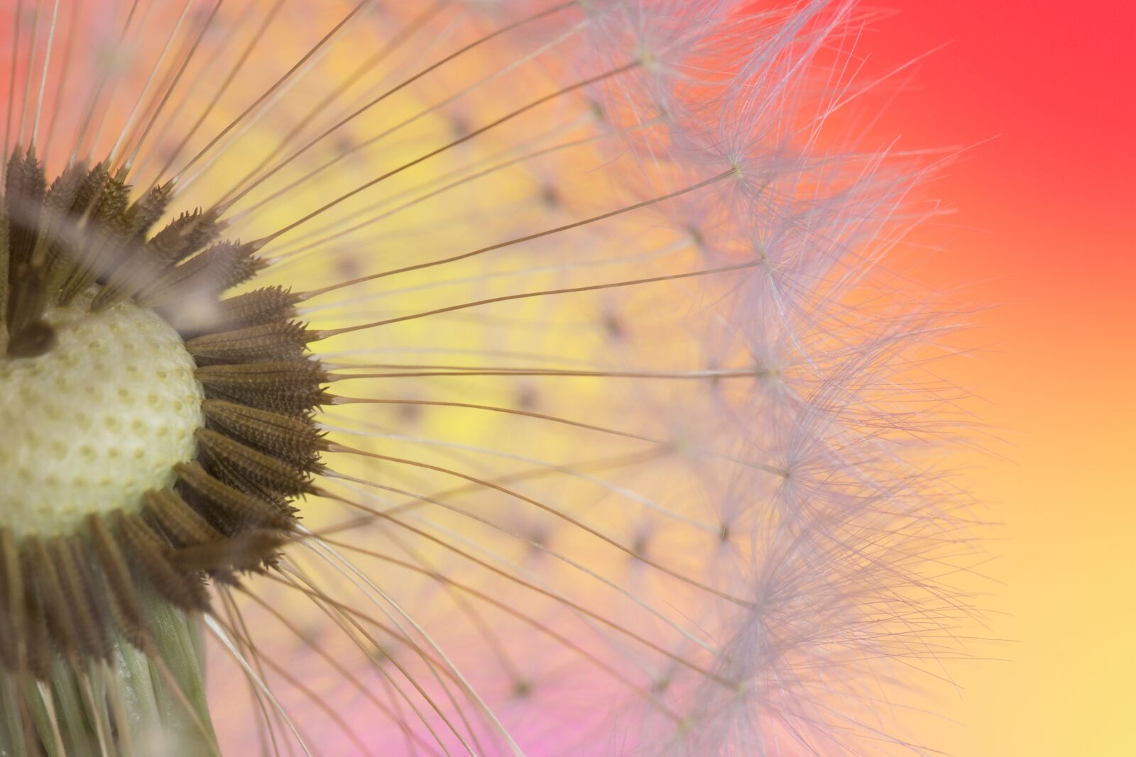 Nikon D3100 sample photo. Dandelion, macro, seed photography