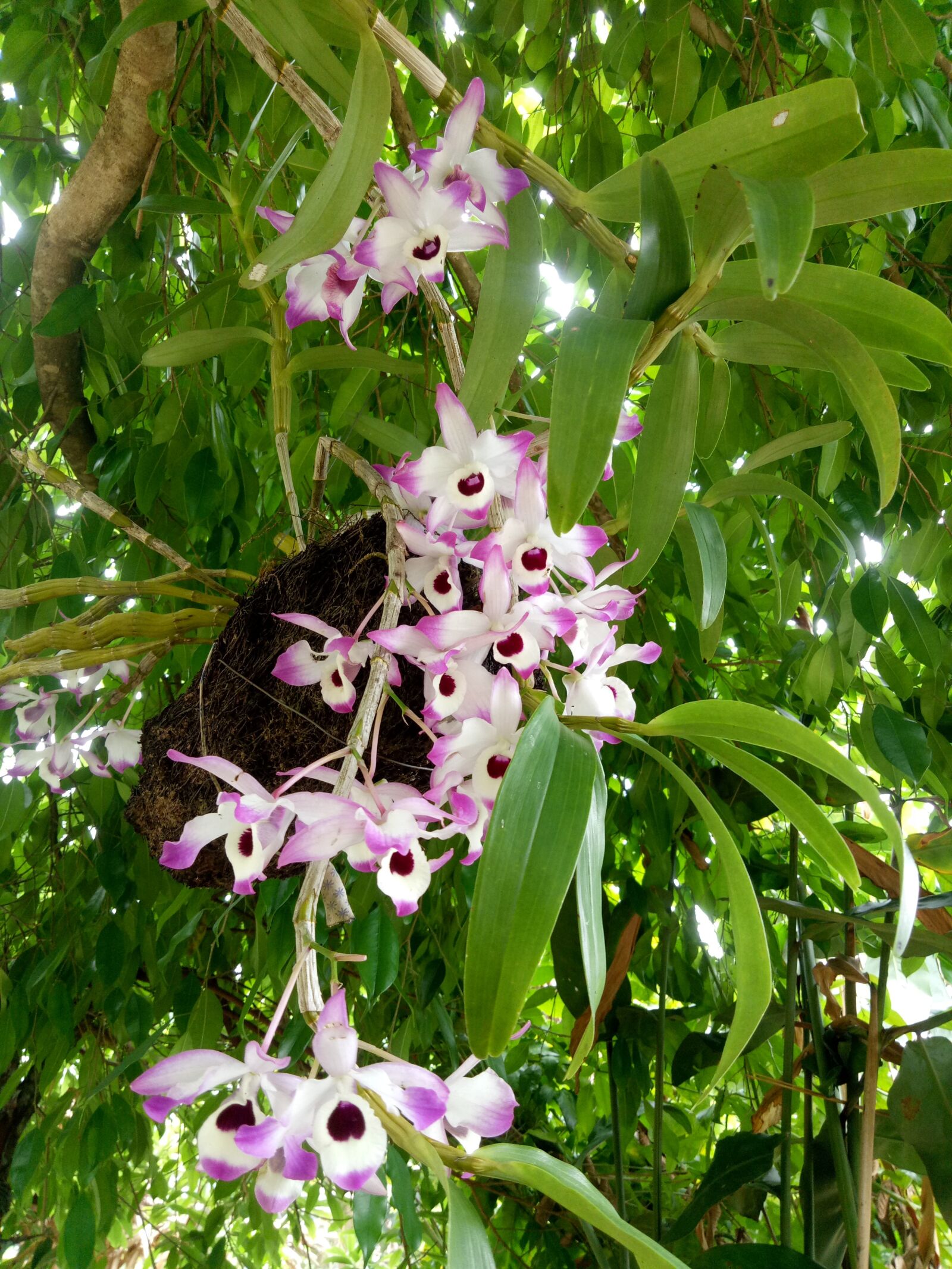 OPPO A1601 sample photo. Orchid, hoa, phong lan photography